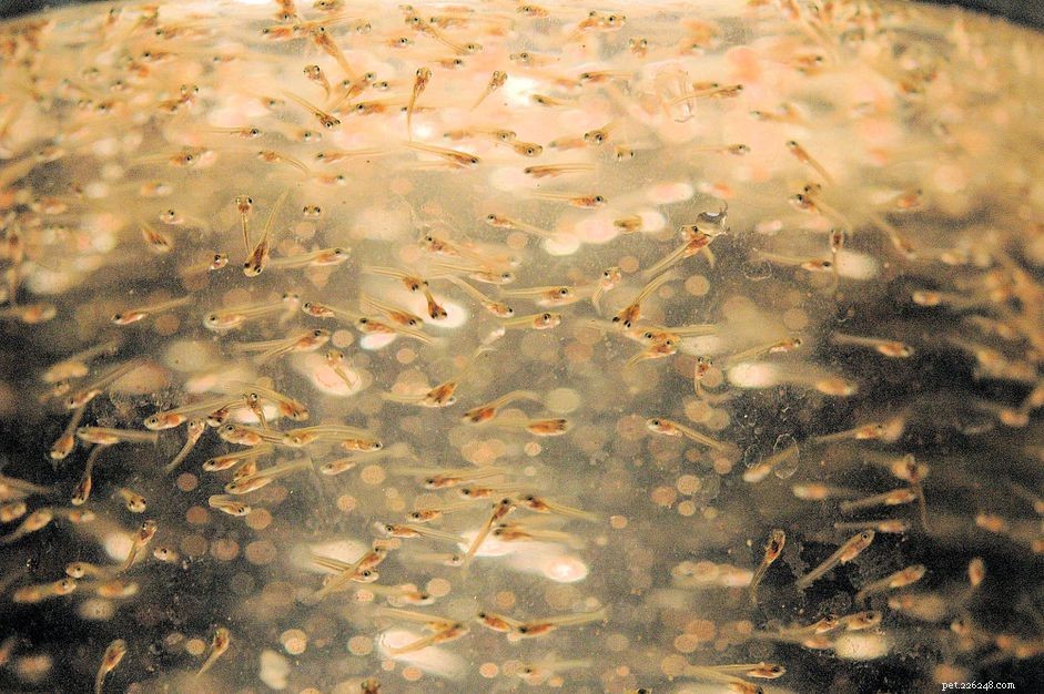 Culling Juvenile Aquarium Fish: A Safe, Step‑by‑Step Guide