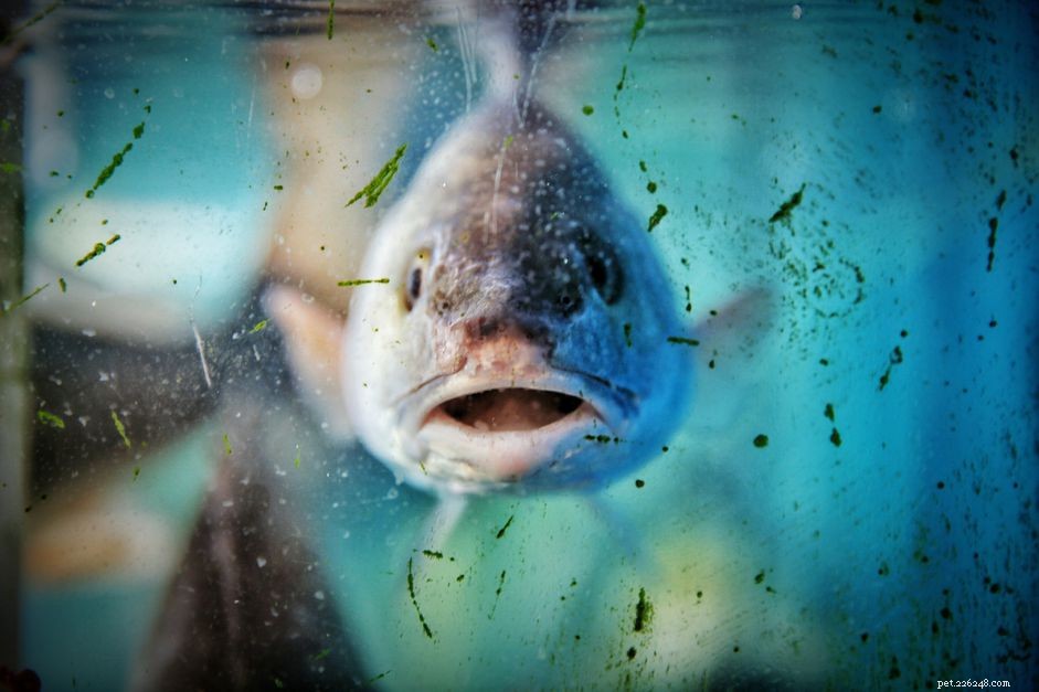 Understanding Old Tank Syndrome: Causes, Symptoms, and Prevention