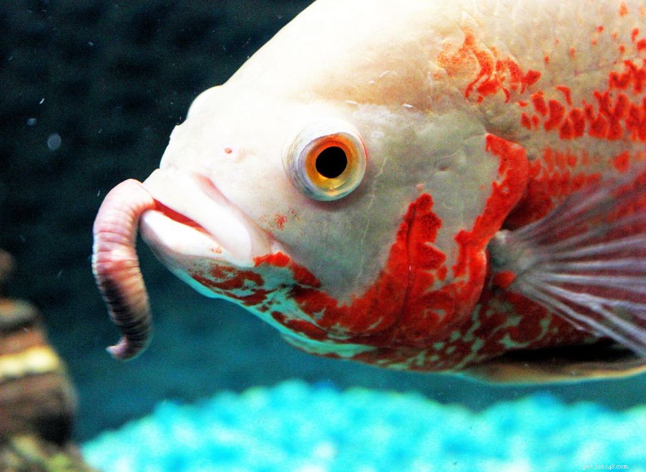 Live Food for Fish: Why It Matters & How to Feed Your Aquarium
