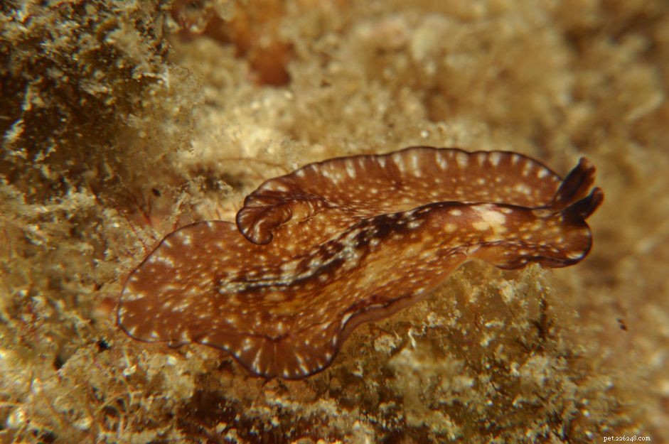 Preventing Coral Damage from Flatworms in Reef Tanks