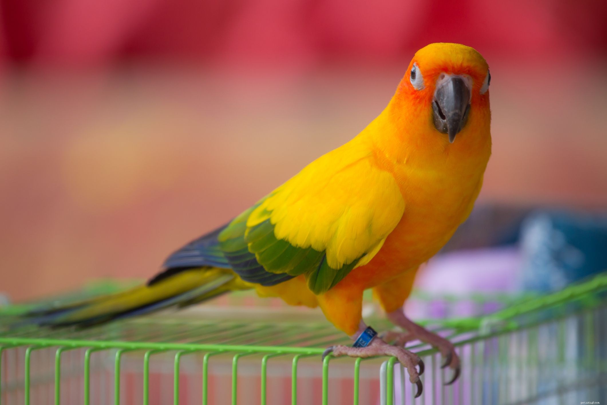 How to Help a Lost Pet Bird Return Home