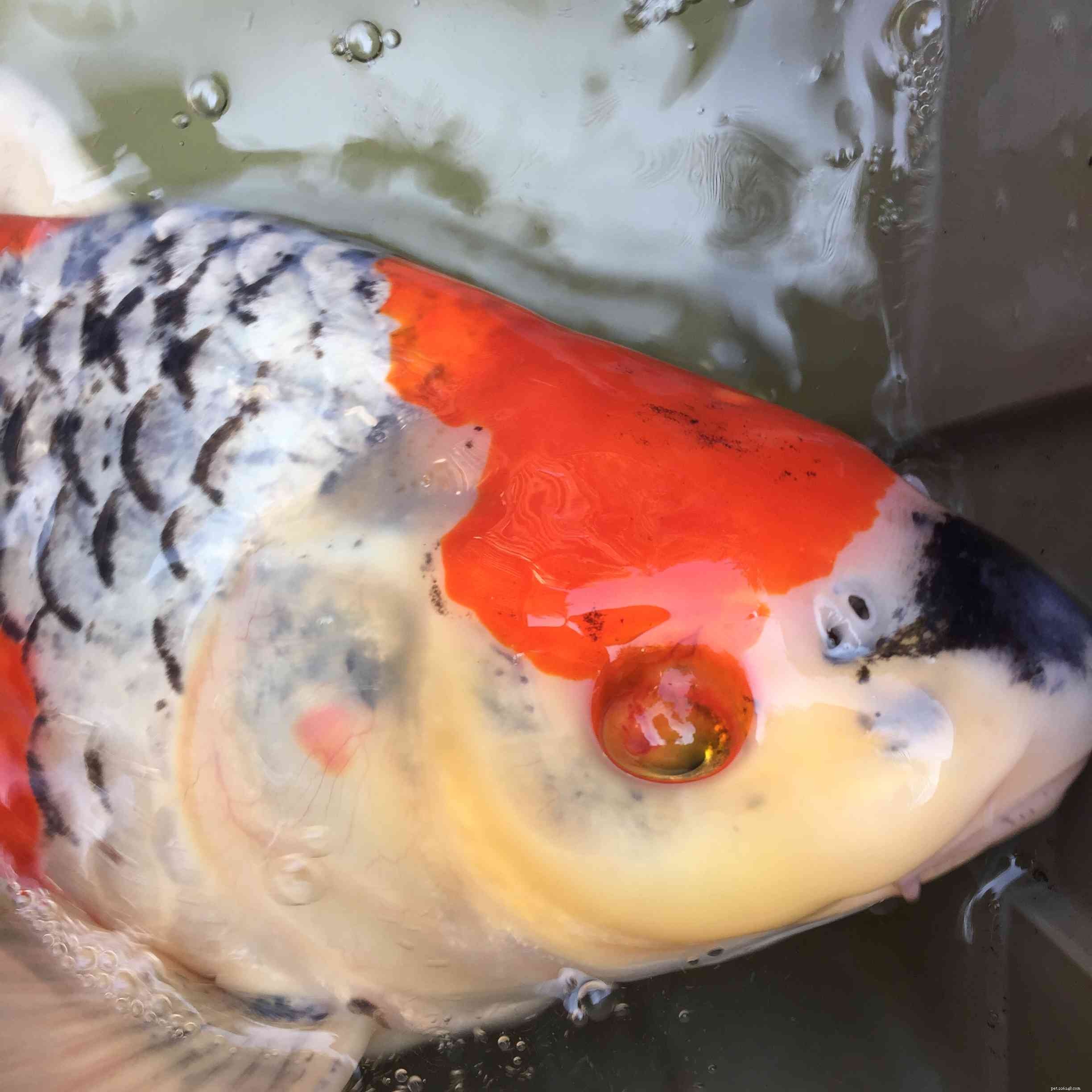 Understanding and Treating Tumors in Pet Fish: Causes, Diagnosis, and Prevention