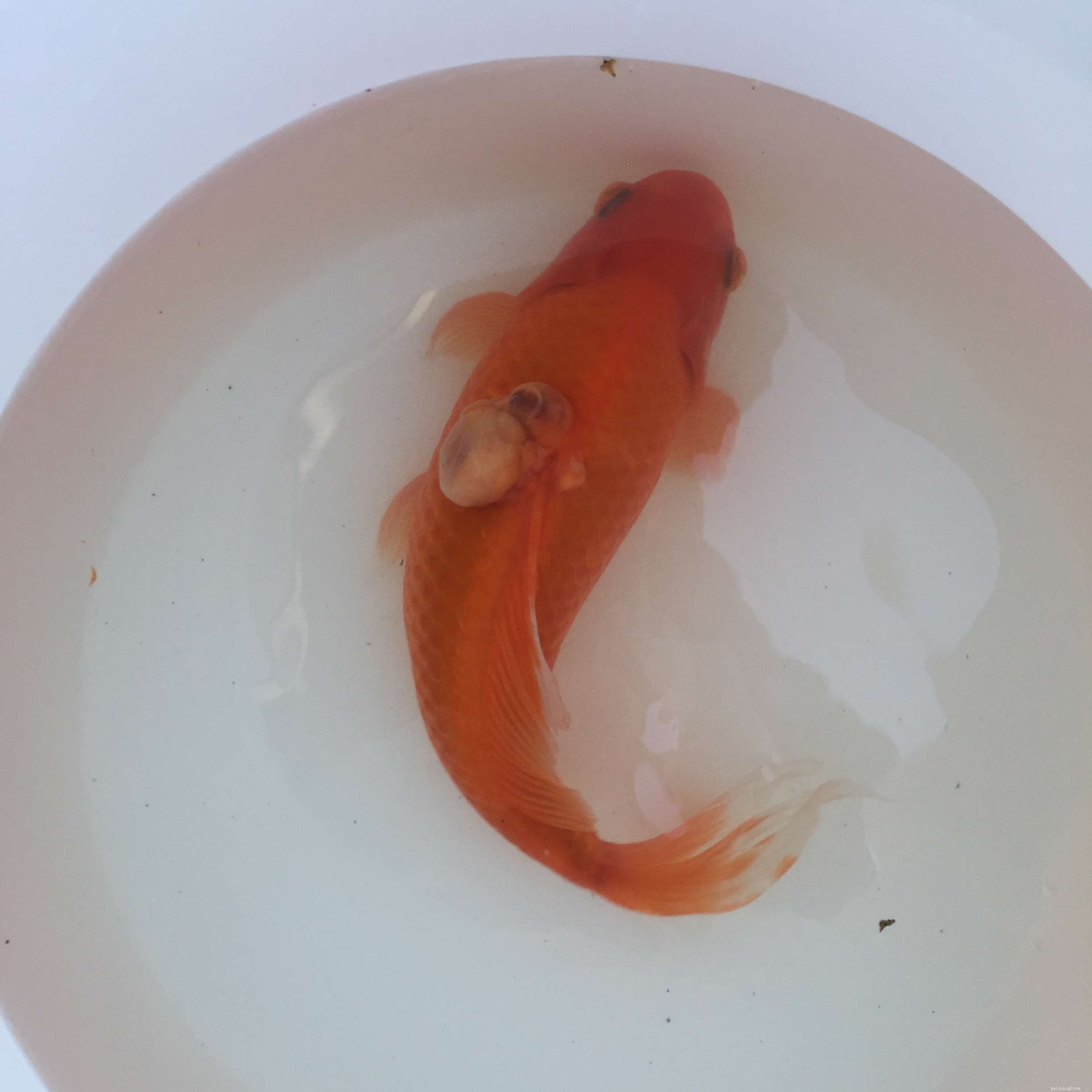 Understanding and Treating Tumors in Pet Fish: Causes, Diagnosis, and Prevention
