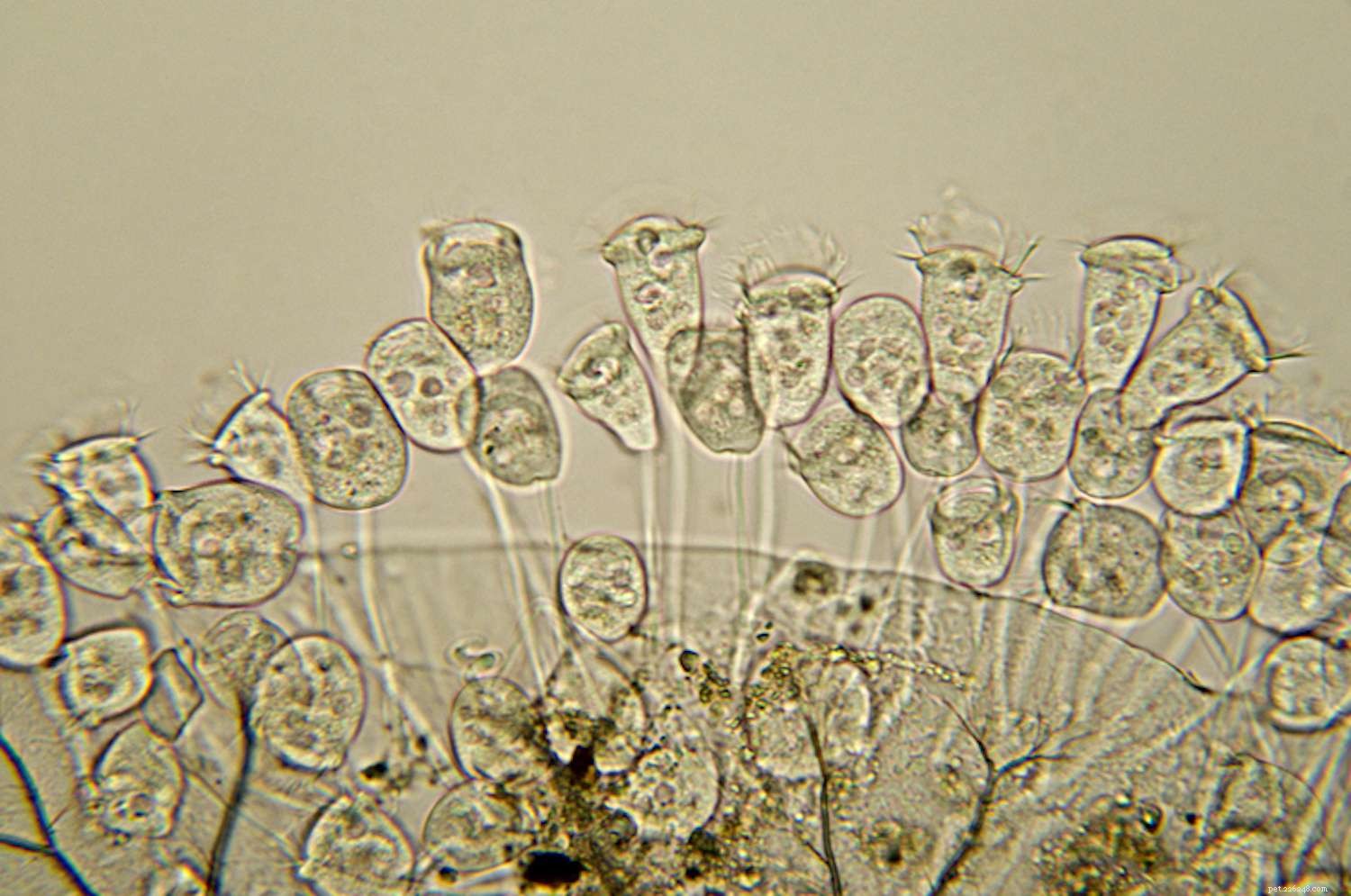 Cultivating Infusoria at Home: A Complete Guide for Fish Fry Feed