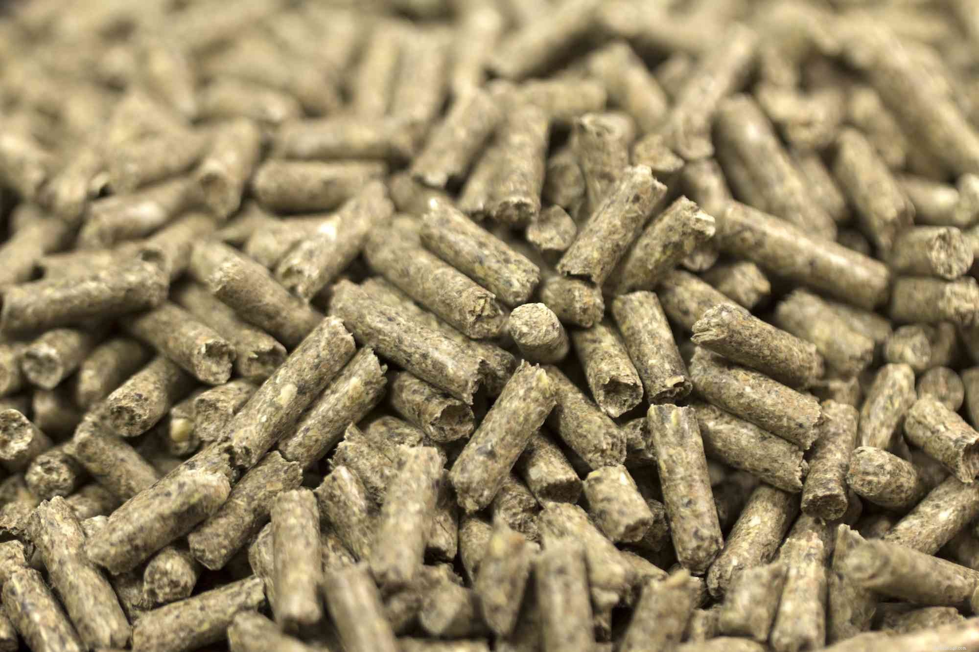 Cultivating Infusoria at Home: A Complete Guide for Fish Fry Feed