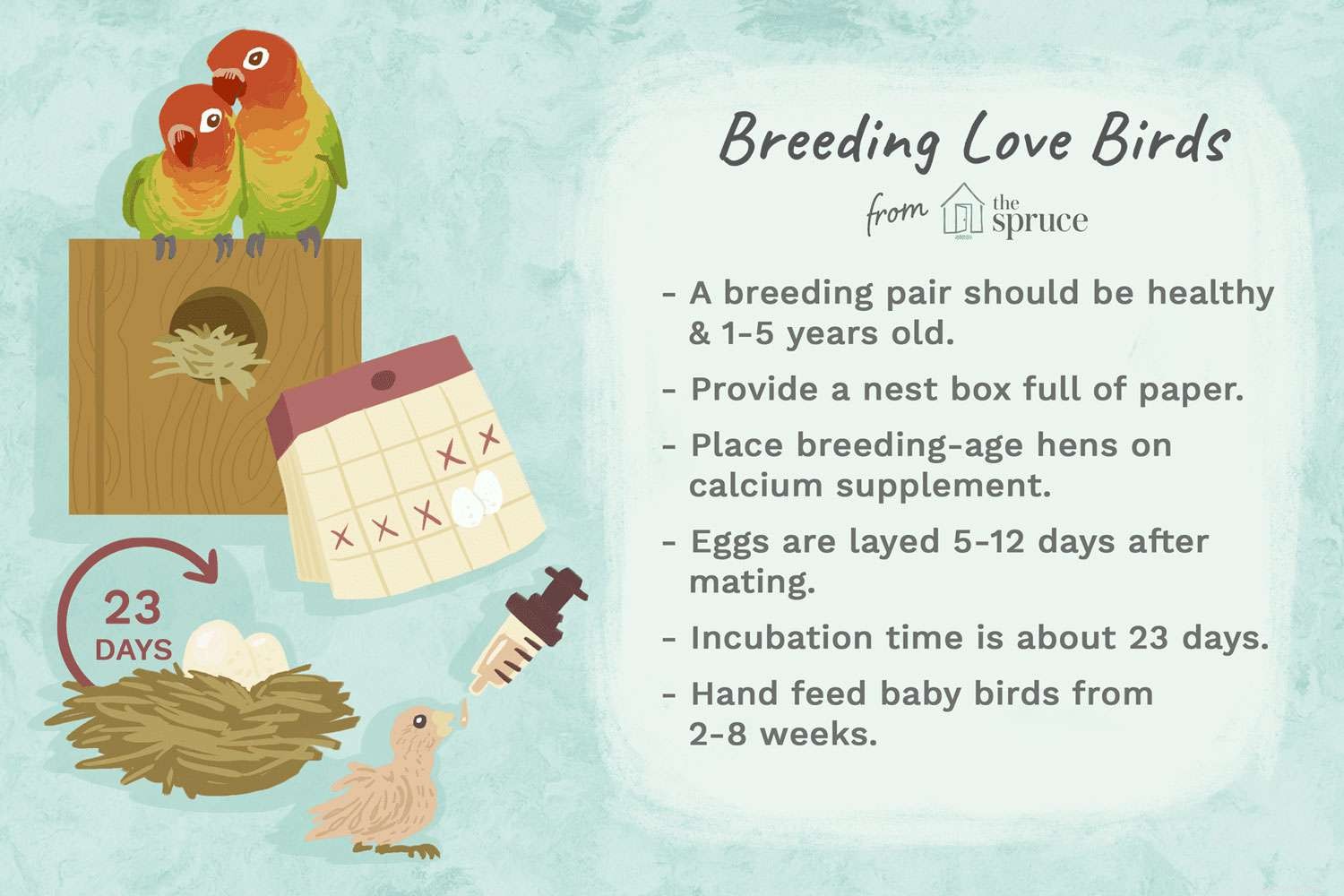 Comprehensive Guide to Breeding Lovebirds: Tips, Techniques, and Success Secrets