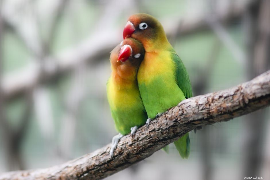 Comprehensive Guide to Breeding Lovebirds: Tips, Techniques, and Success Secrets