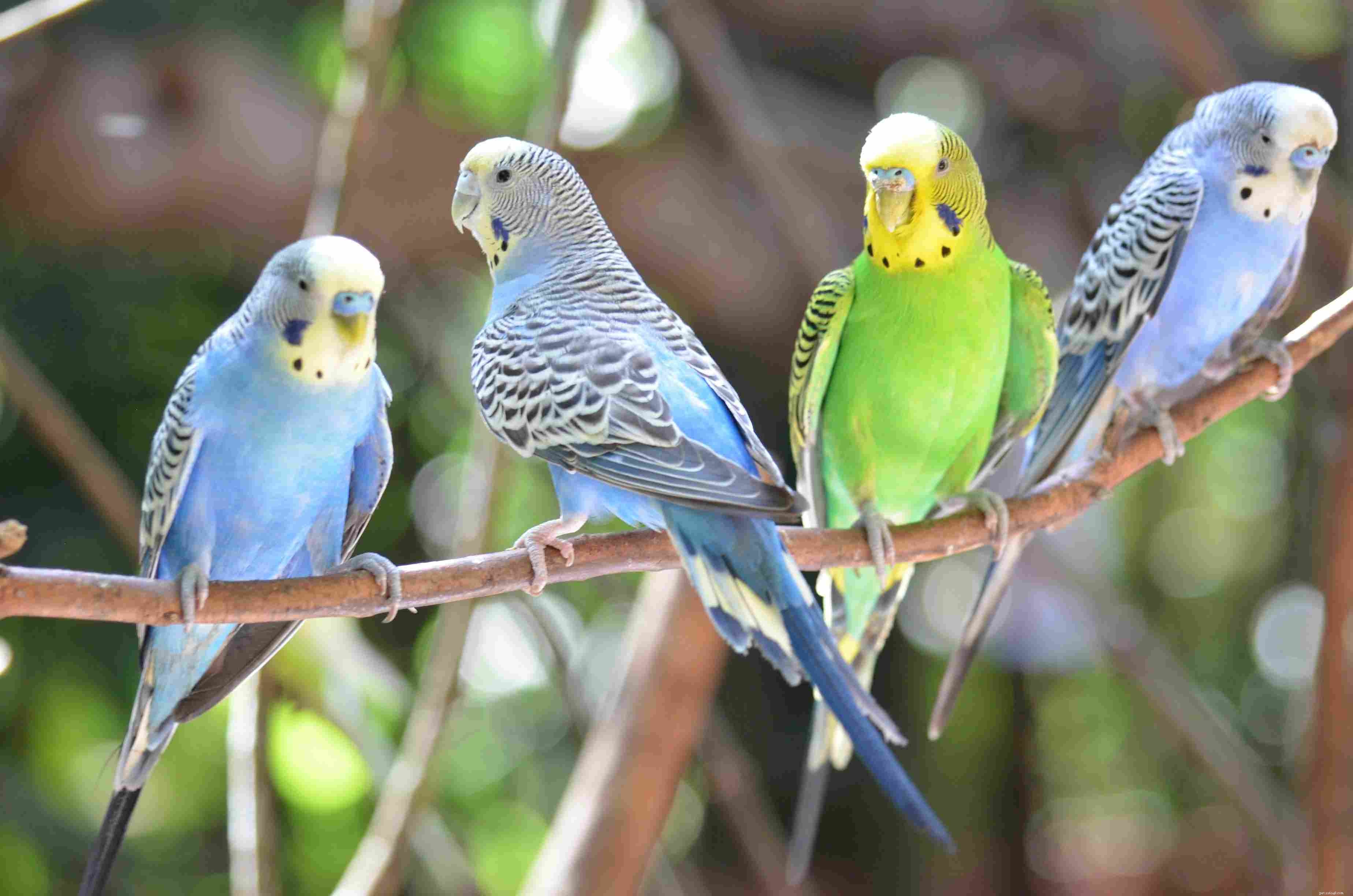 The Ultimate Guide to Caring for Pet Budgie Birds