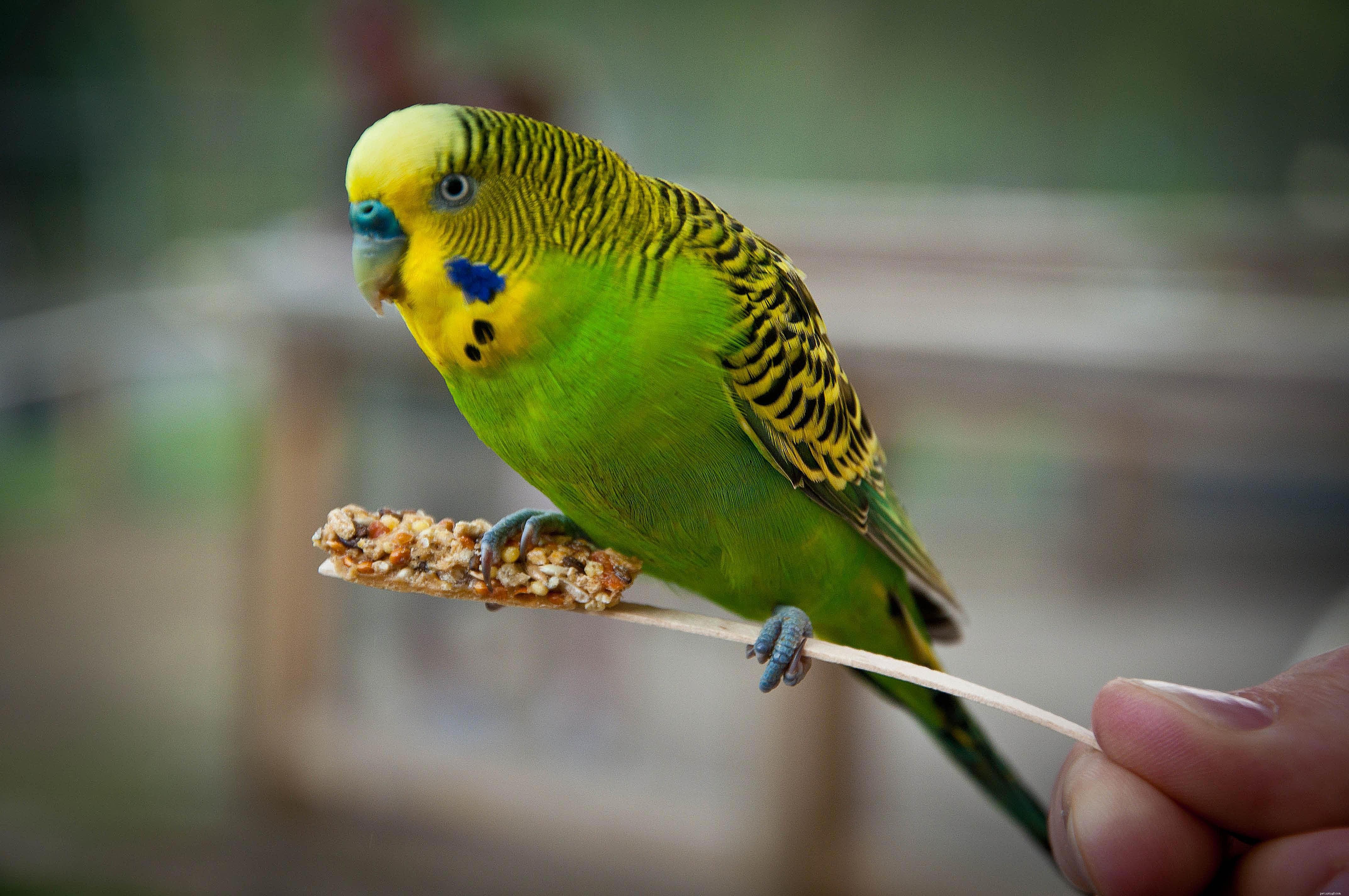 The Ultimate Guide to Caring for Pet Budgie Birds