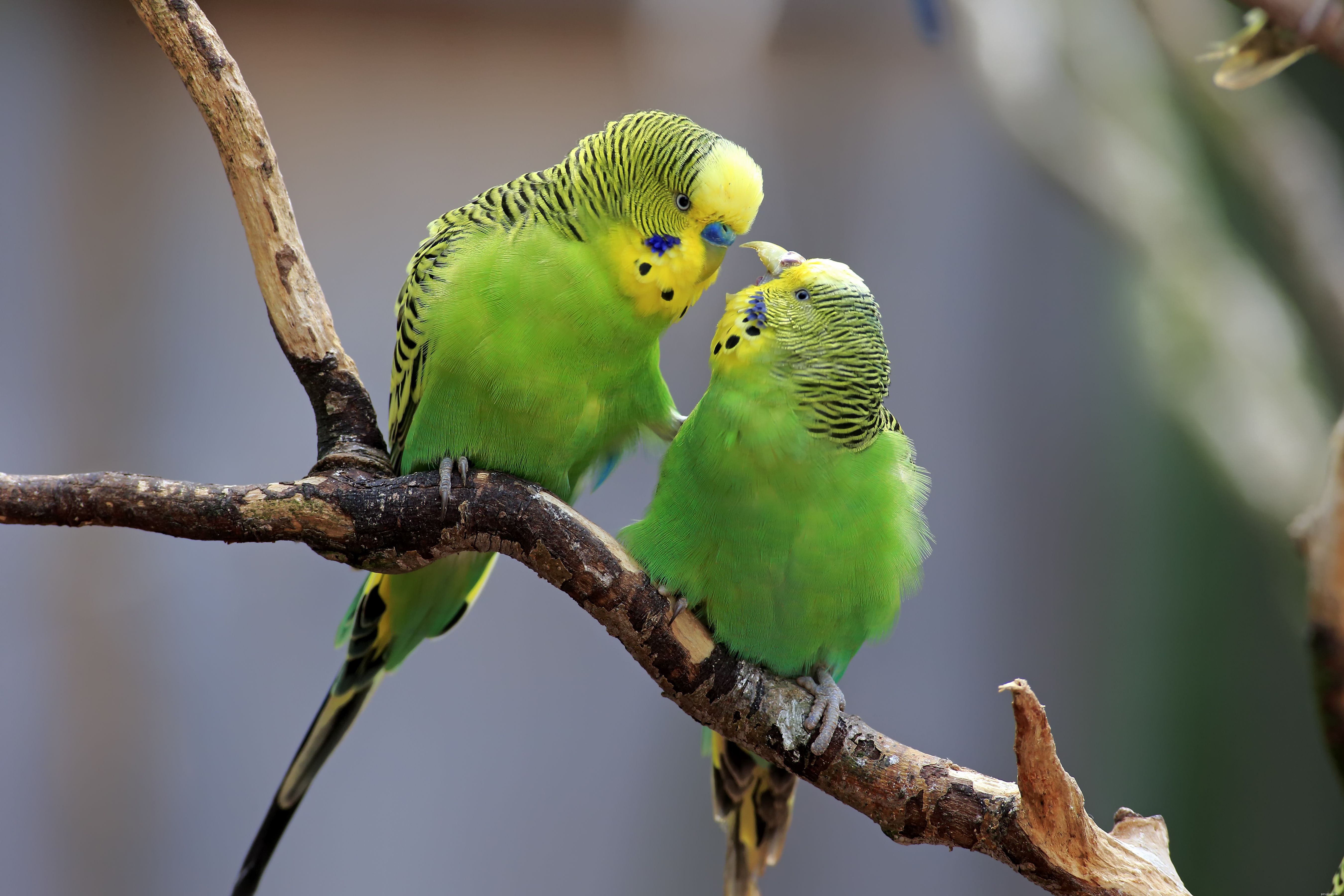 The Ultimate Guide to Caring for Pet Budgie Birds