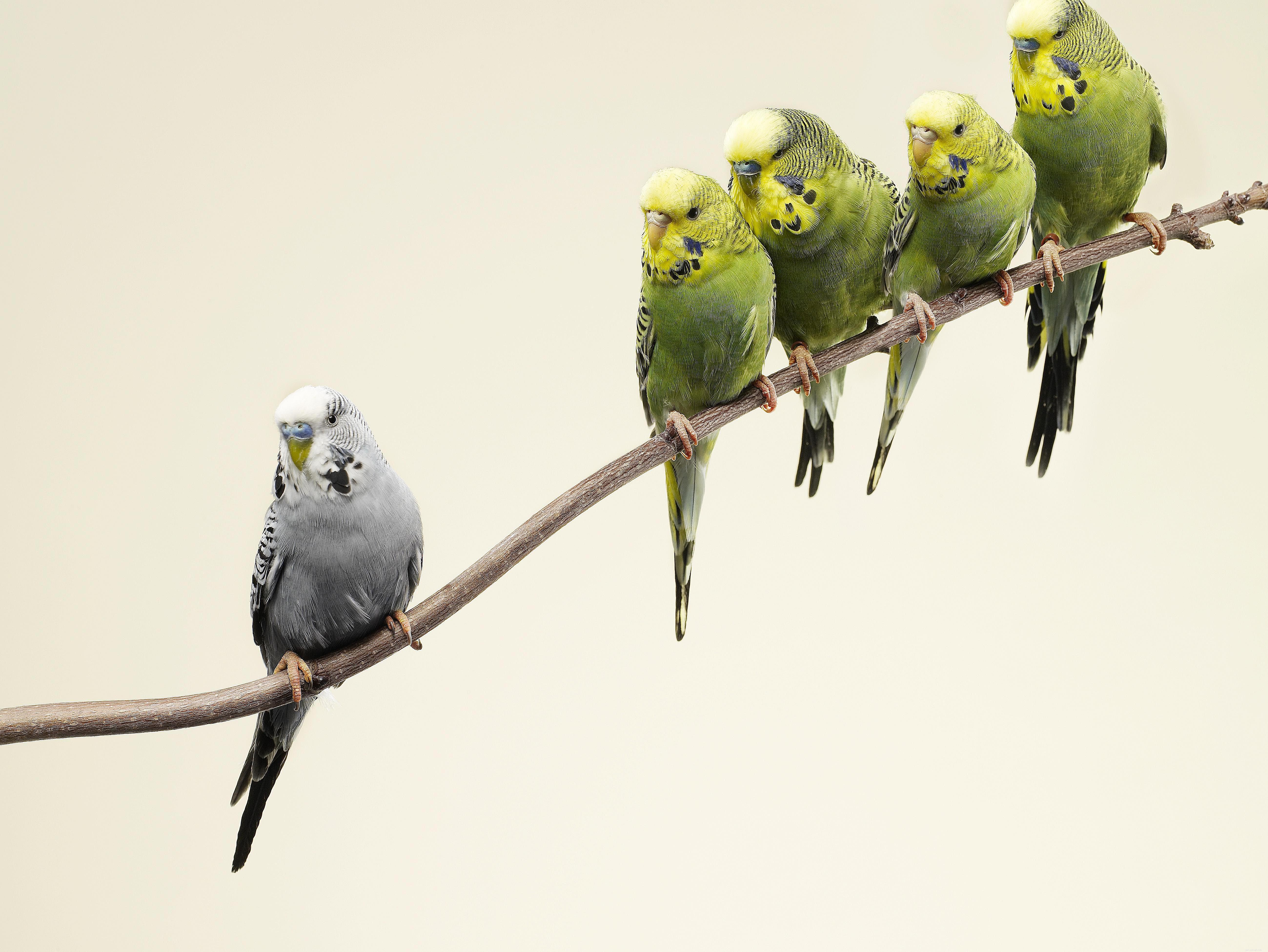 The Ultimate Guide to Caring for Pet Budgie Birds