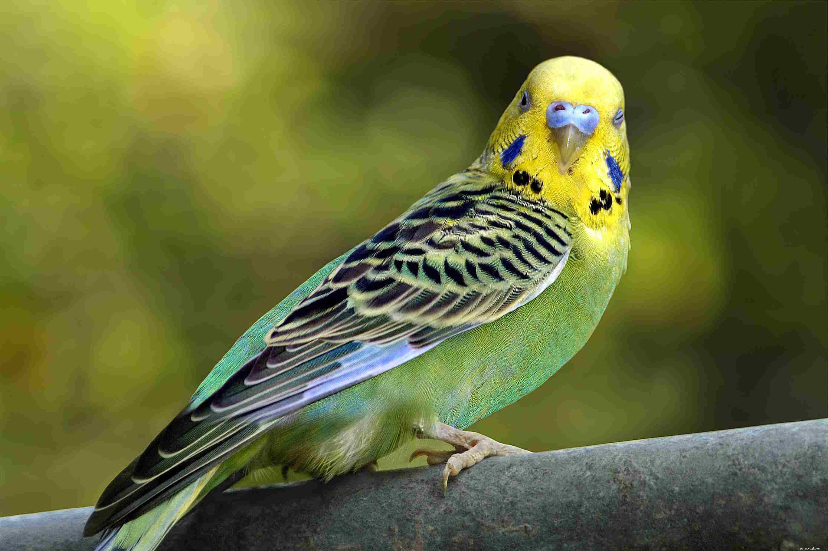 The Ultimate Guide to Caring for Pet Budgie Birds