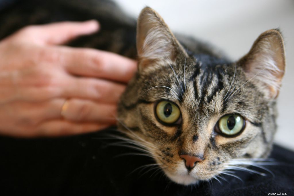 10 Proven Ways to Show Your Cats You Love Them