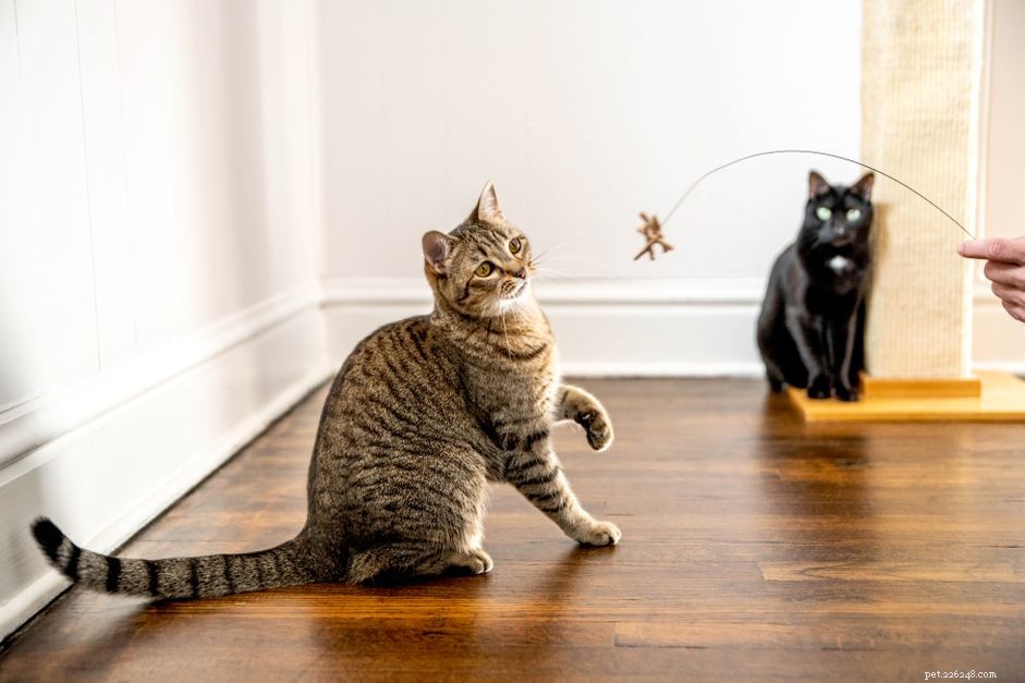10 Proven Ways to Show Your Cats You Love Them