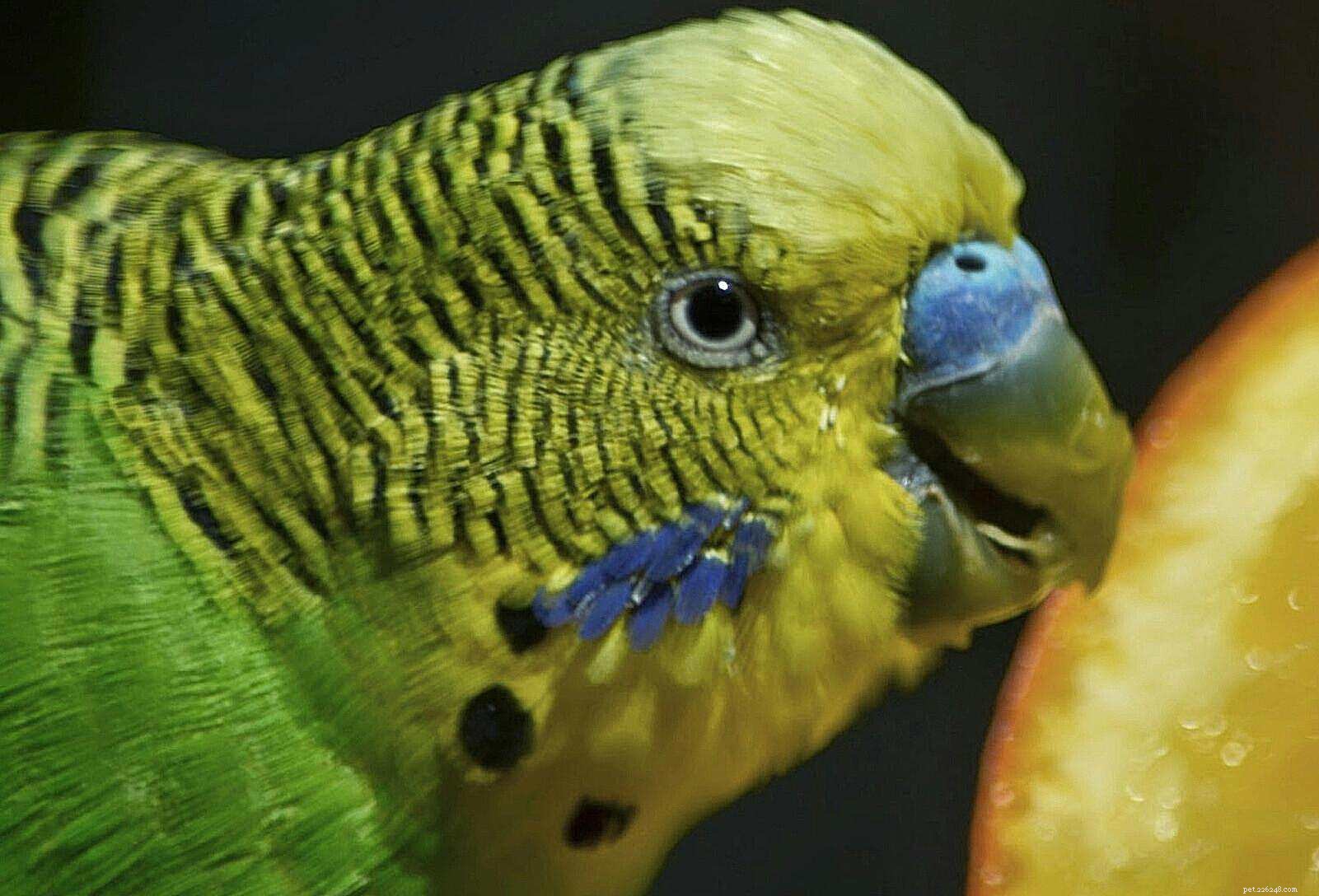 The Ultimate Guide to Caring for Pet Budgie Birds