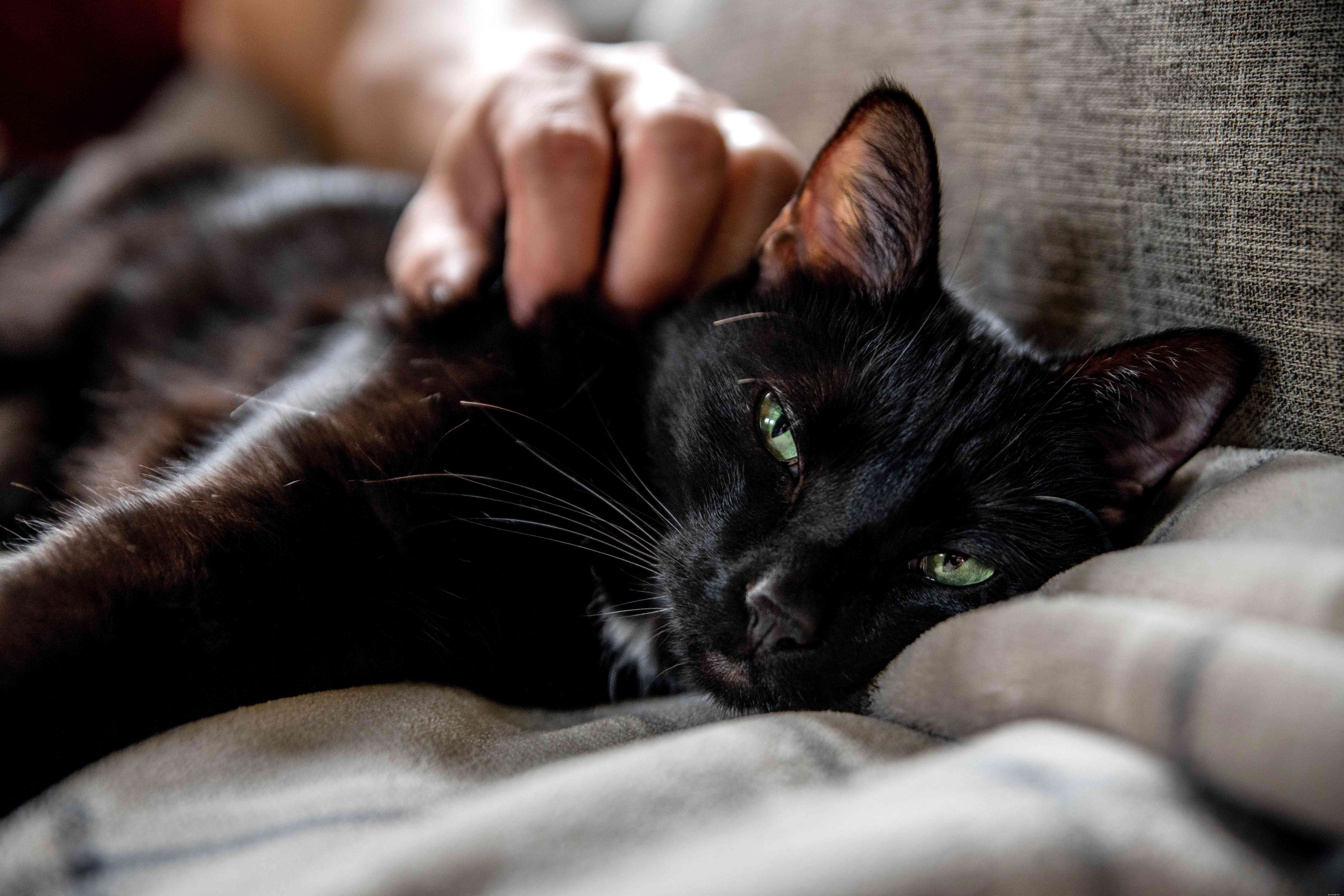 10 Proven Ways to Show Your Cats You Love Them