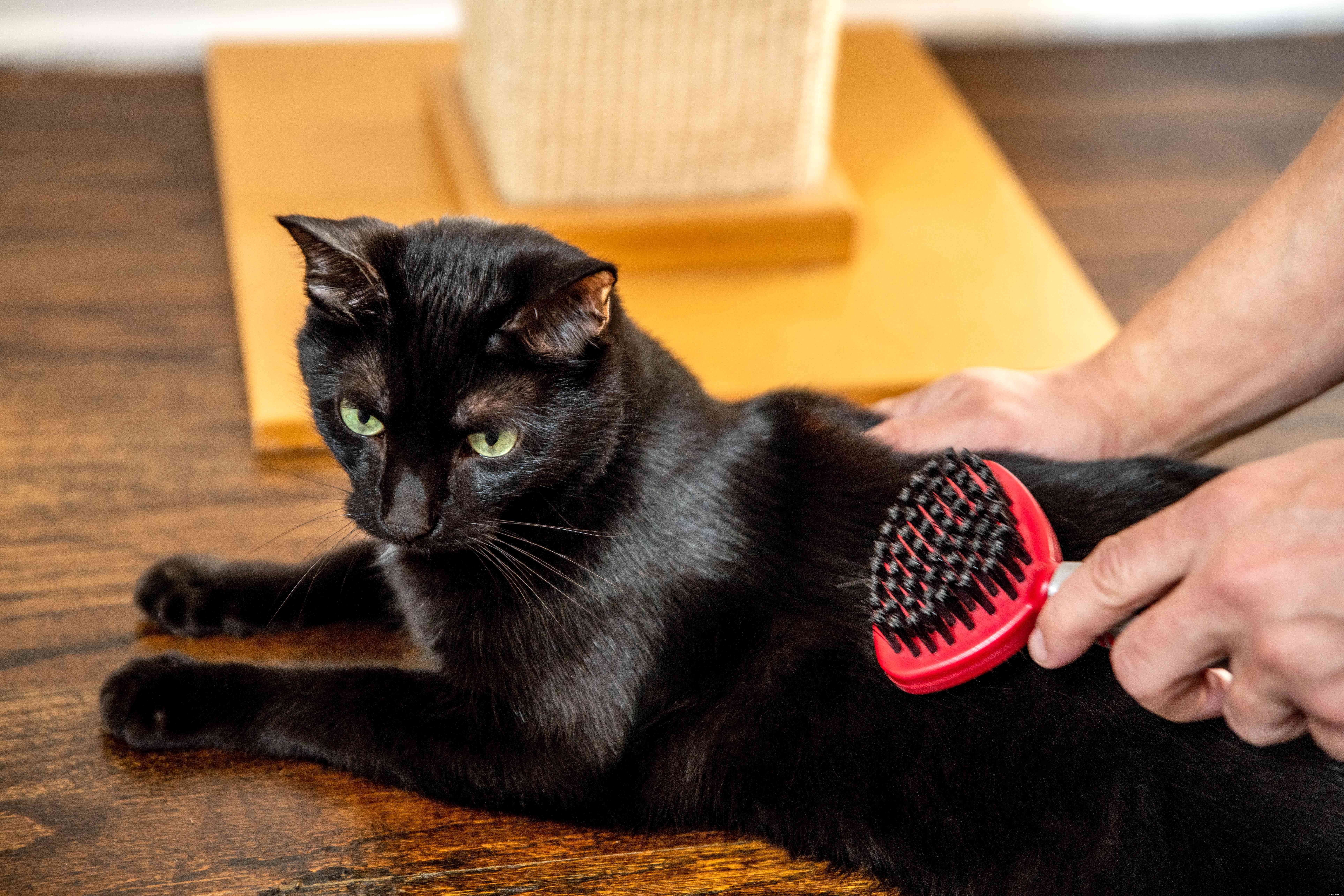 10 Proven Ways to Show Your Cats You Love Them