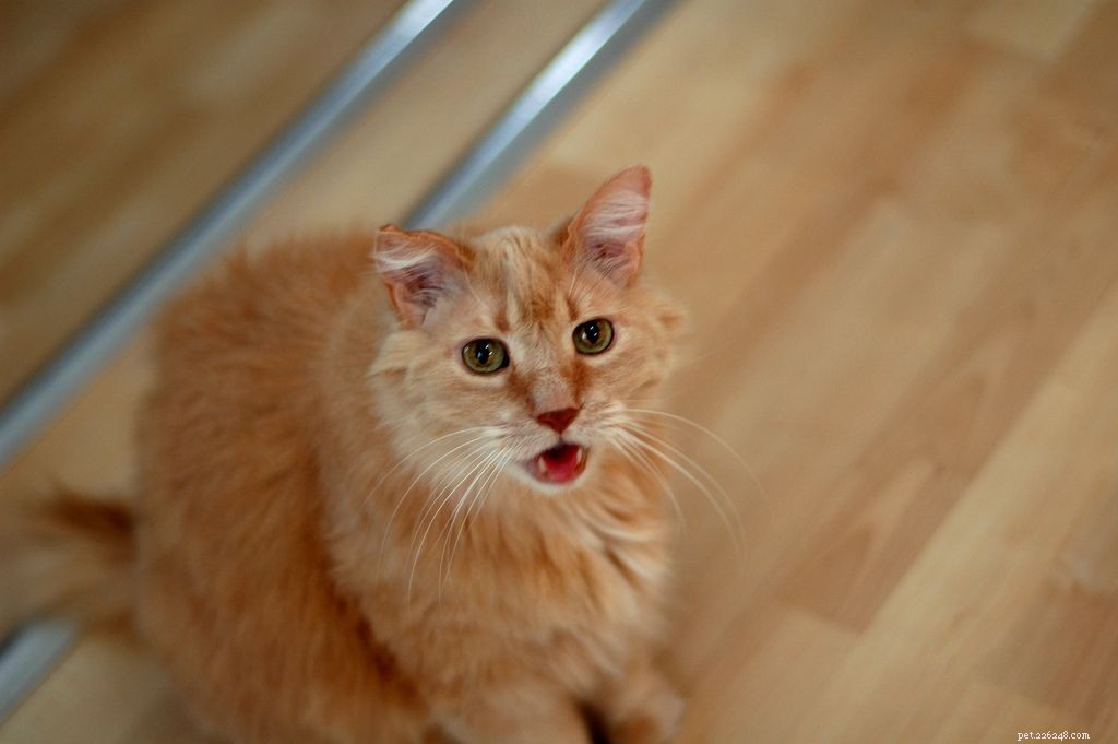 10 Proven Ways to Show Your Cats You Love Them