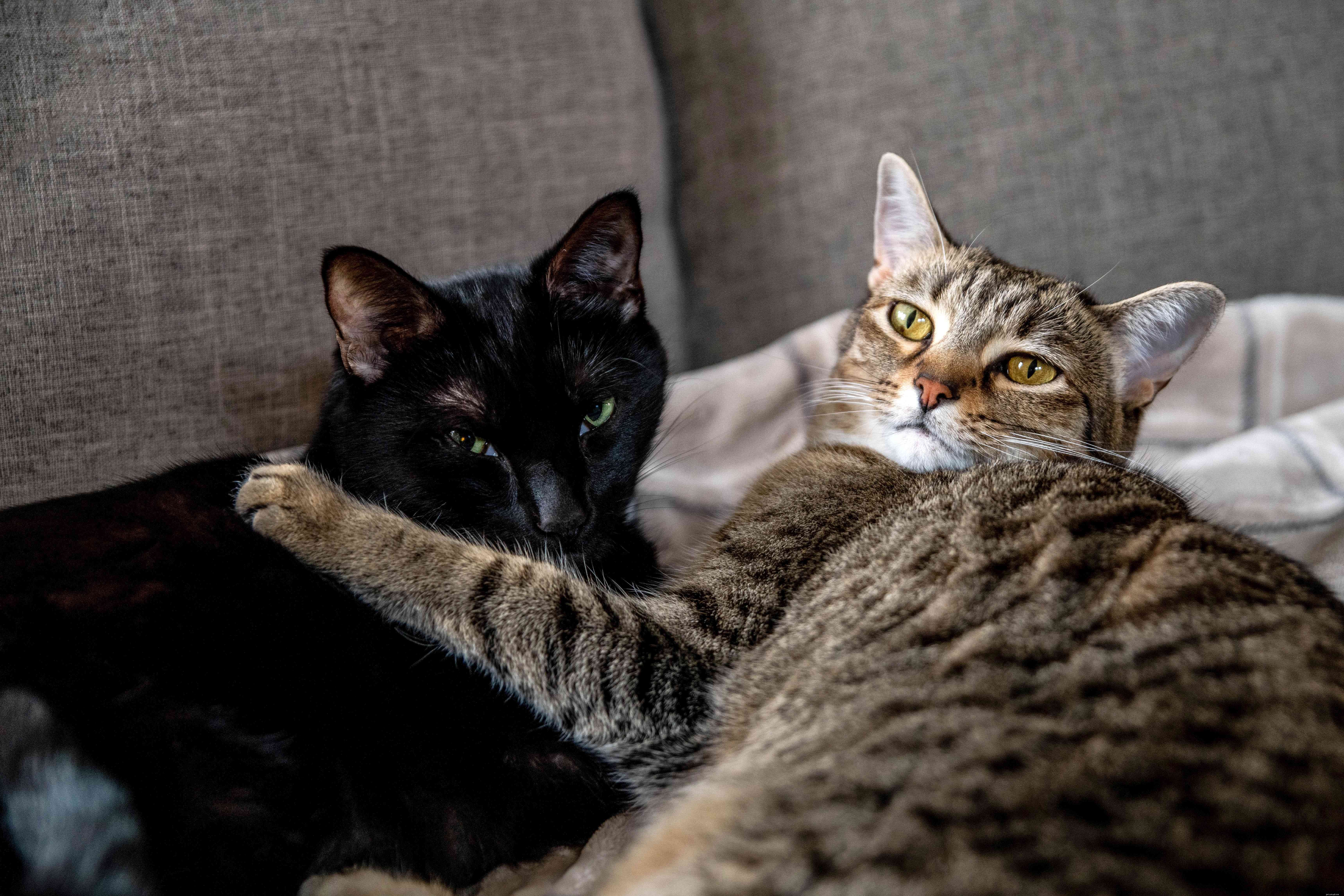 10 Proven Ways to Show Your Cats You Love Them