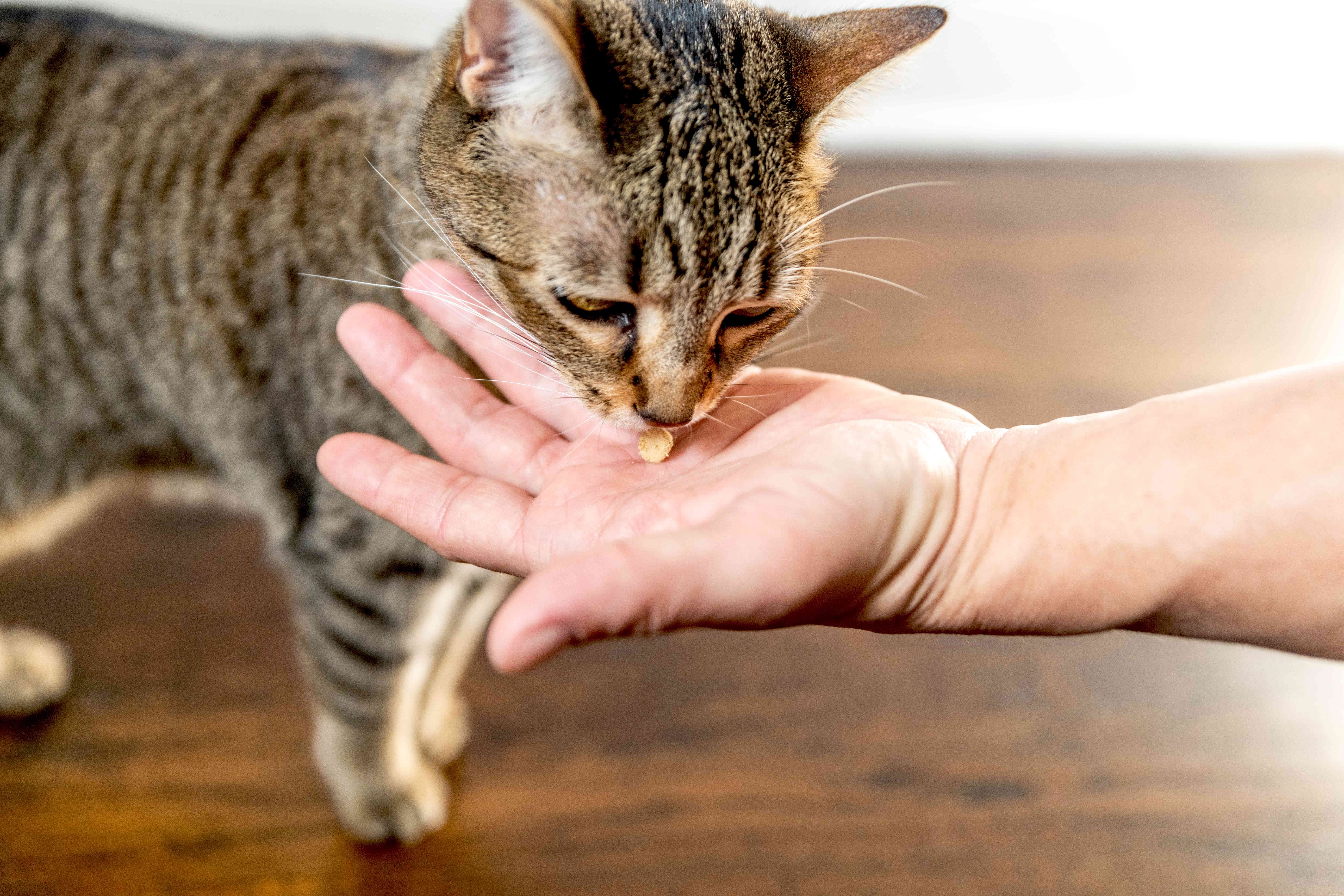 10 Proven Ways to Show Your Cats You Love Them