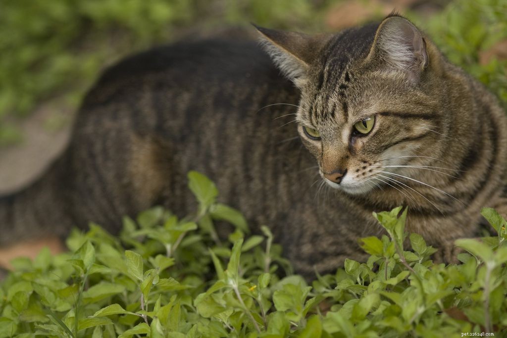 10 Proven Ways to Show Your Cats You Love Them