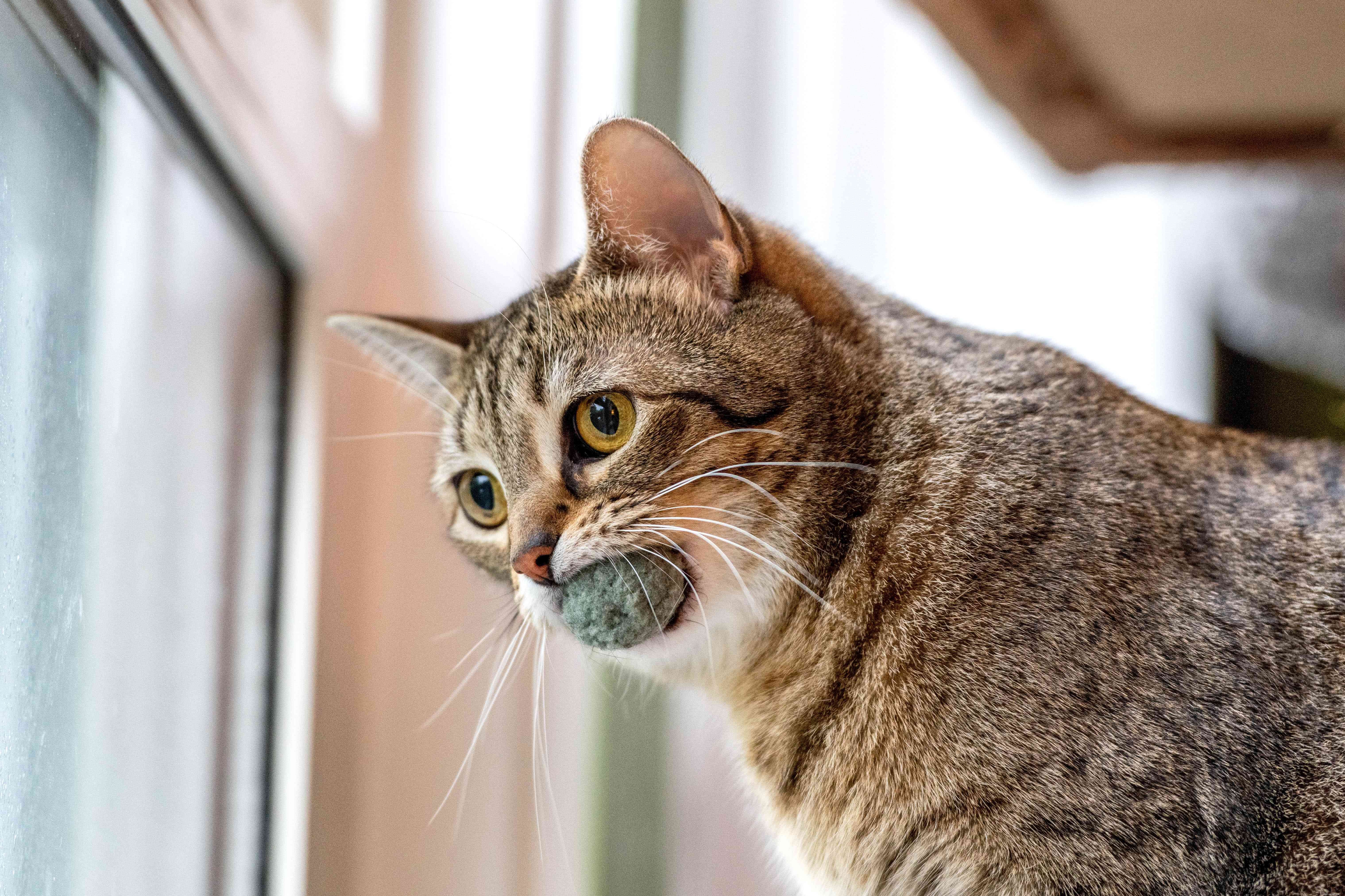 10 Proven Ways to Show Your Cats You Love Them