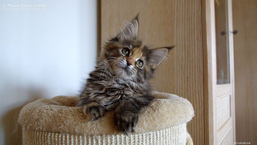 10 Proven Ways to Show Your Cats You Love Them