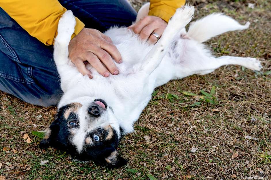 The Science Behind Dogs  Love for Belly Rubs