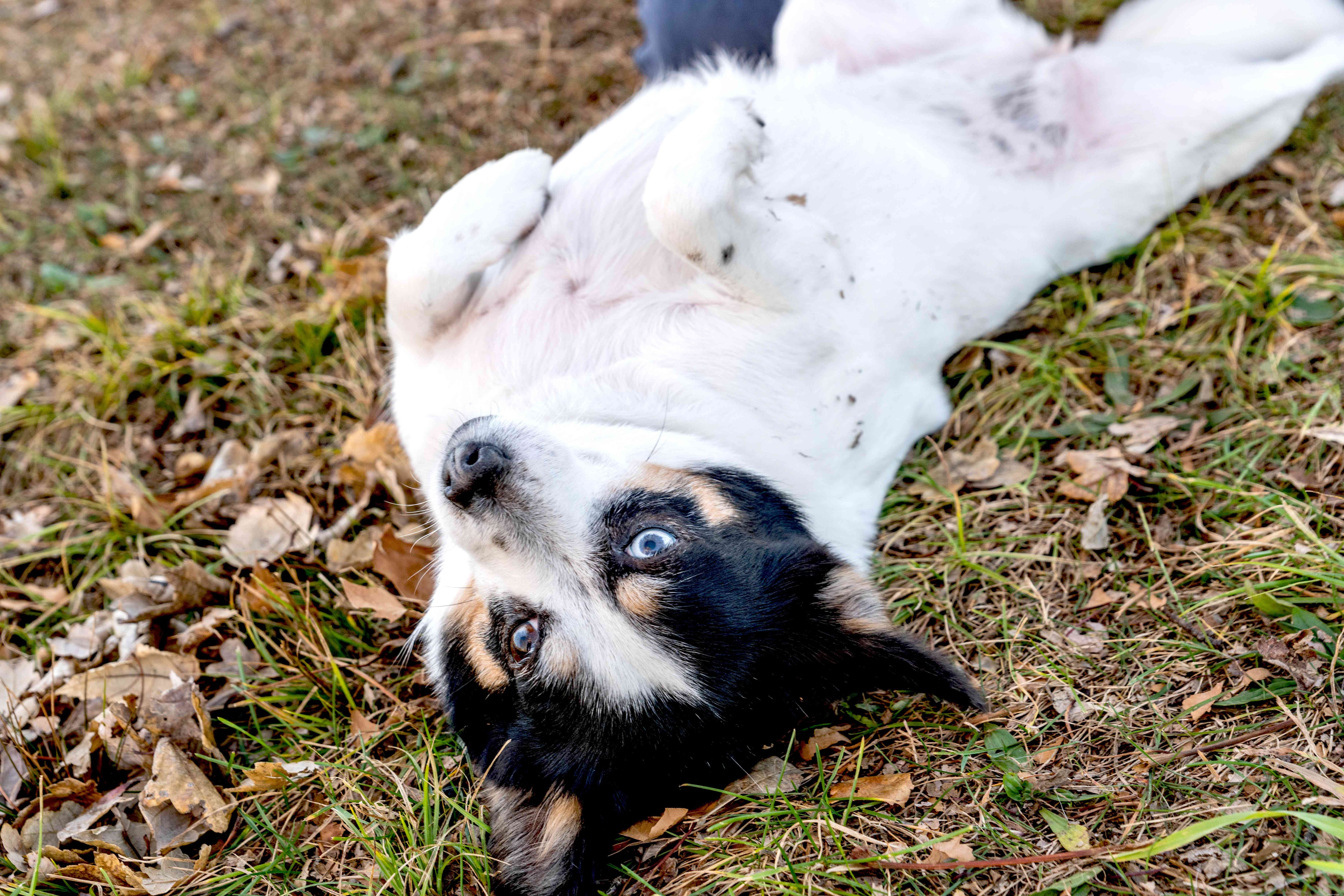 The Science Behind Dogs  Love for Belly Rubs