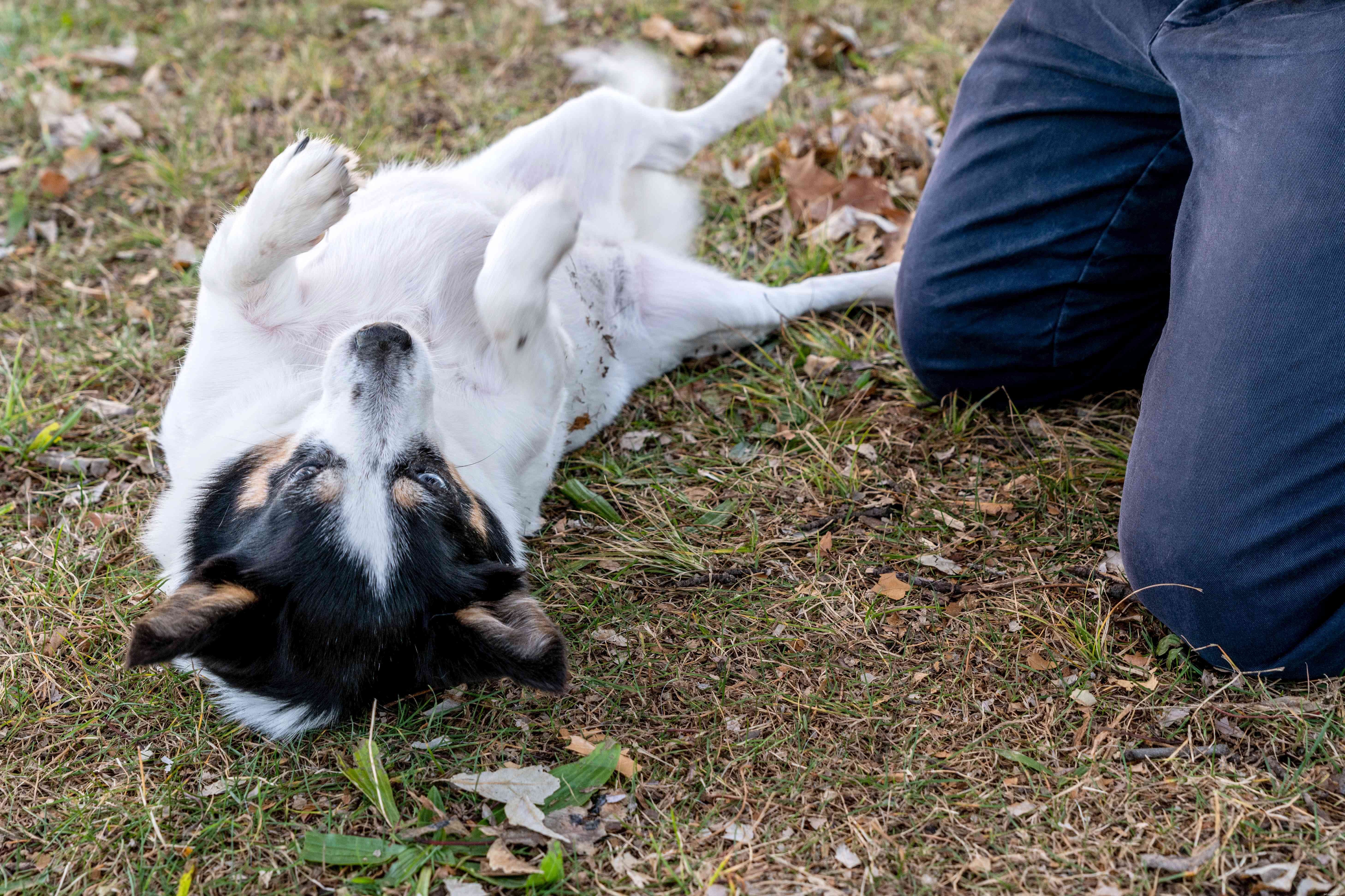The Science Behind Dogs  Love for Belly Rubs