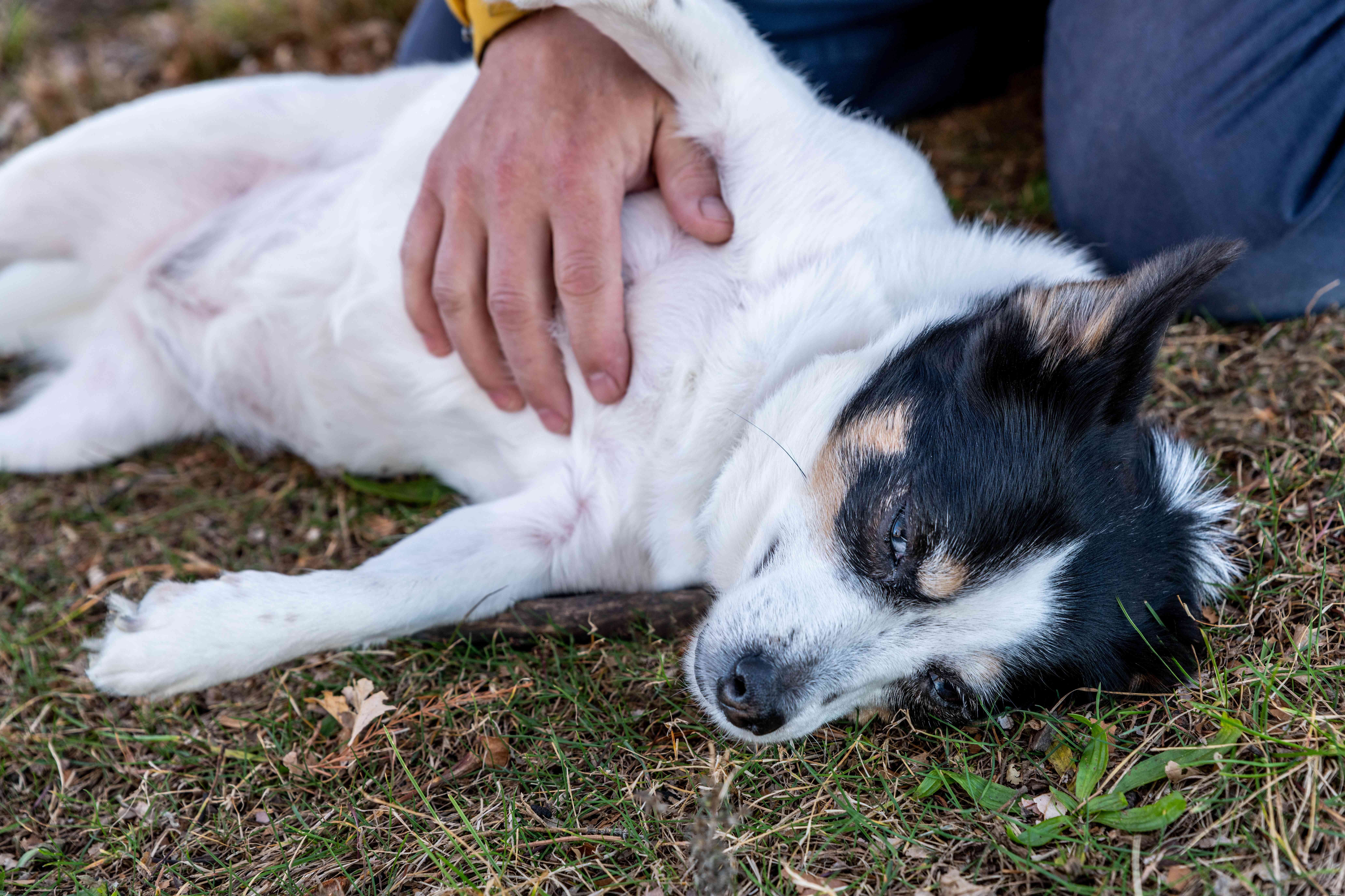 The Science Behind Dogs  Love for Belly Rubs