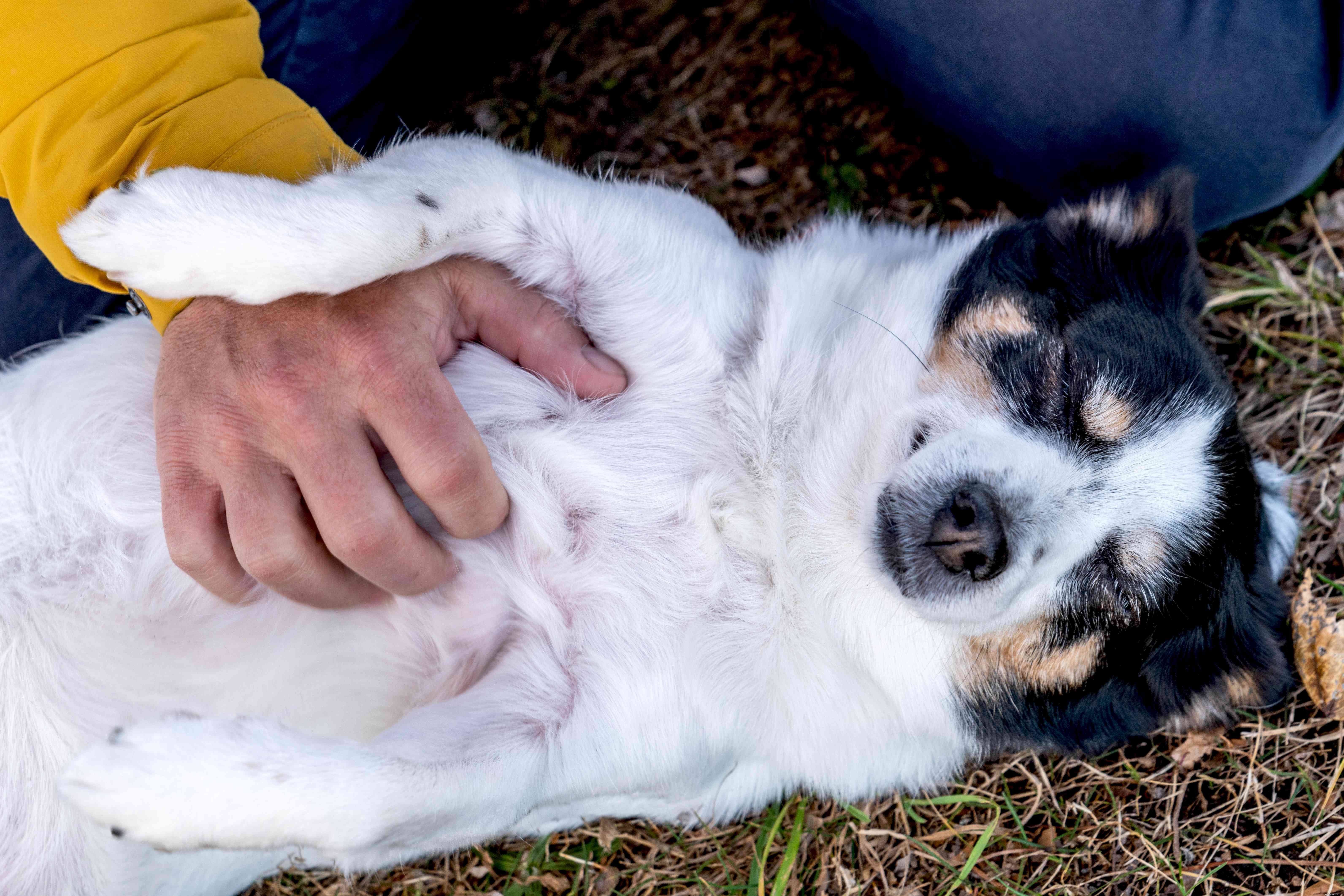The Science Behind Dogs  Love for Belly Rubs