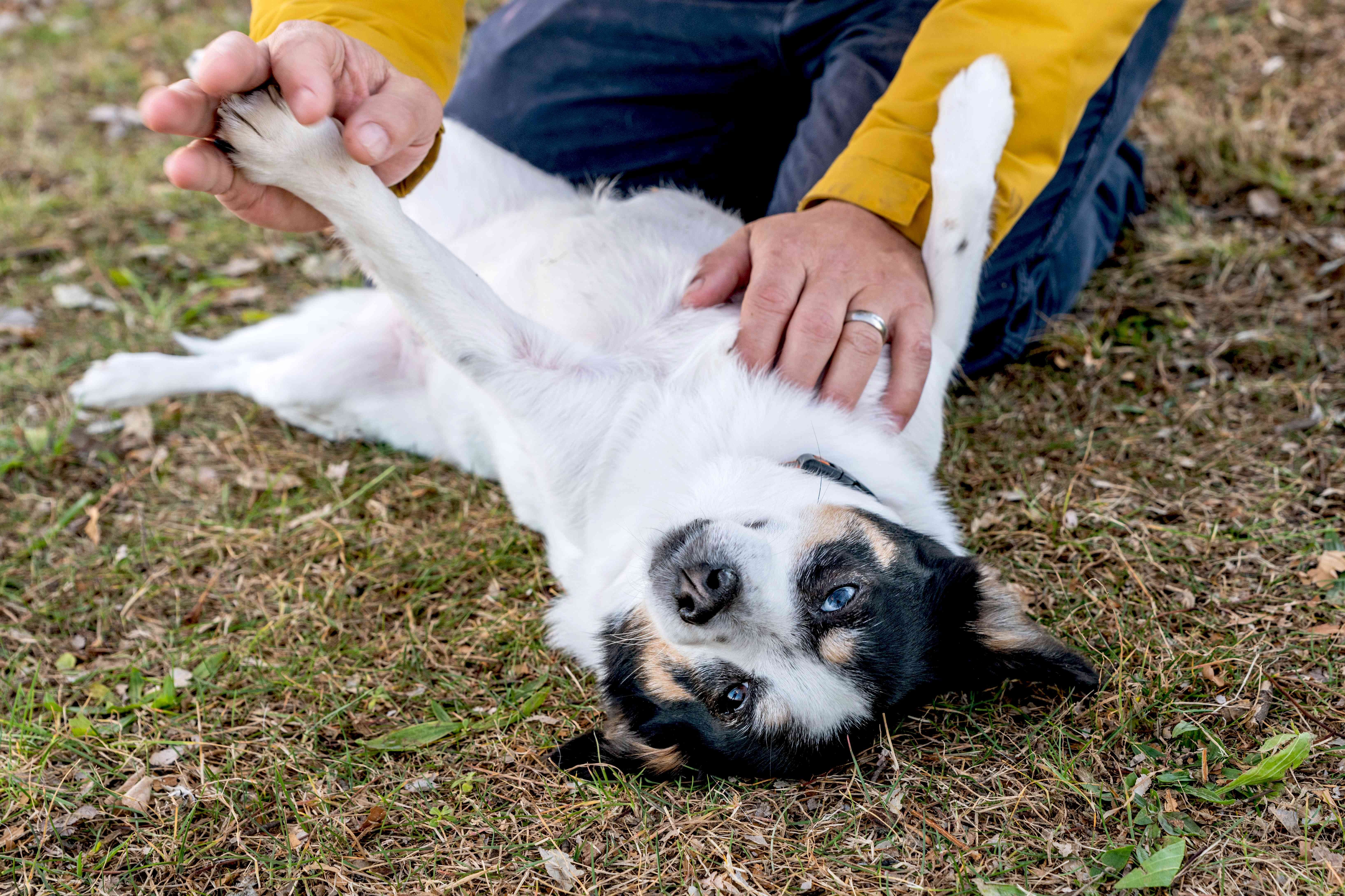 The Science Behind Dogs  Love for Belly Rubs