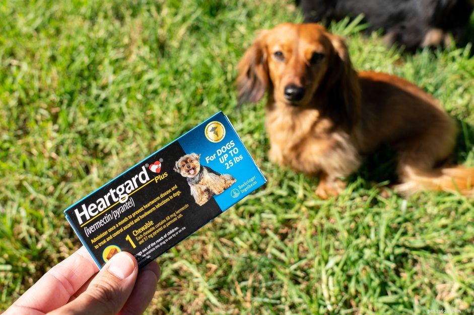 Ivermectin in Dogs: Safety, Benefits, and Common Side Effects