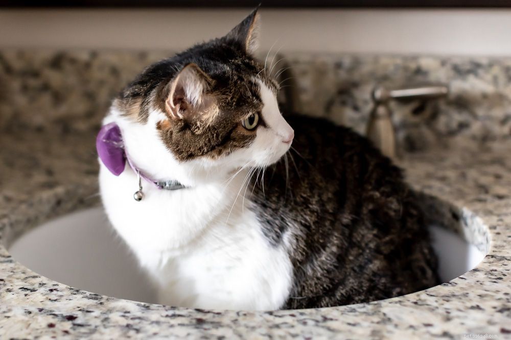 7 Expert-Backed Reasons Why Cats Love the Bathroom