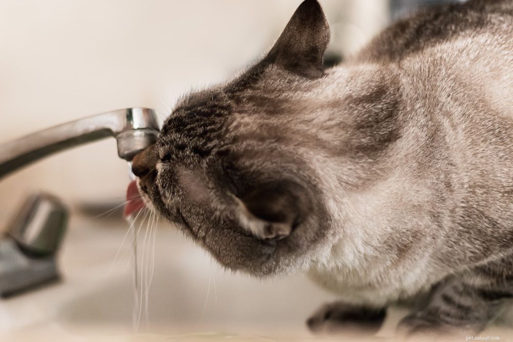 7 Expert-Backed Reasons Why Cats Love the Bathroom