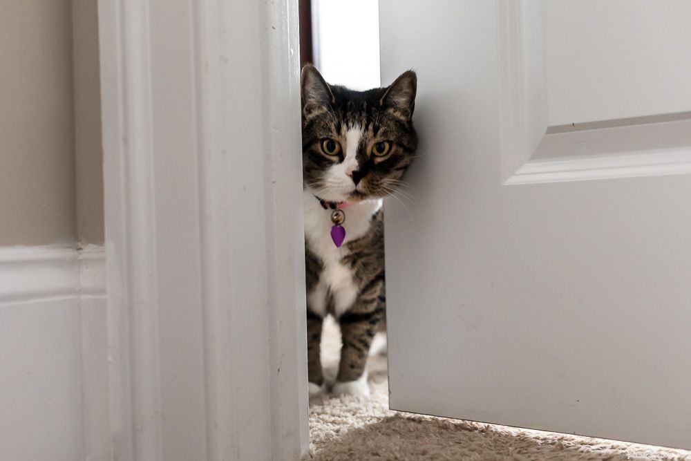7 Expert-Backed Reasons Why Cats Love the Bathroom