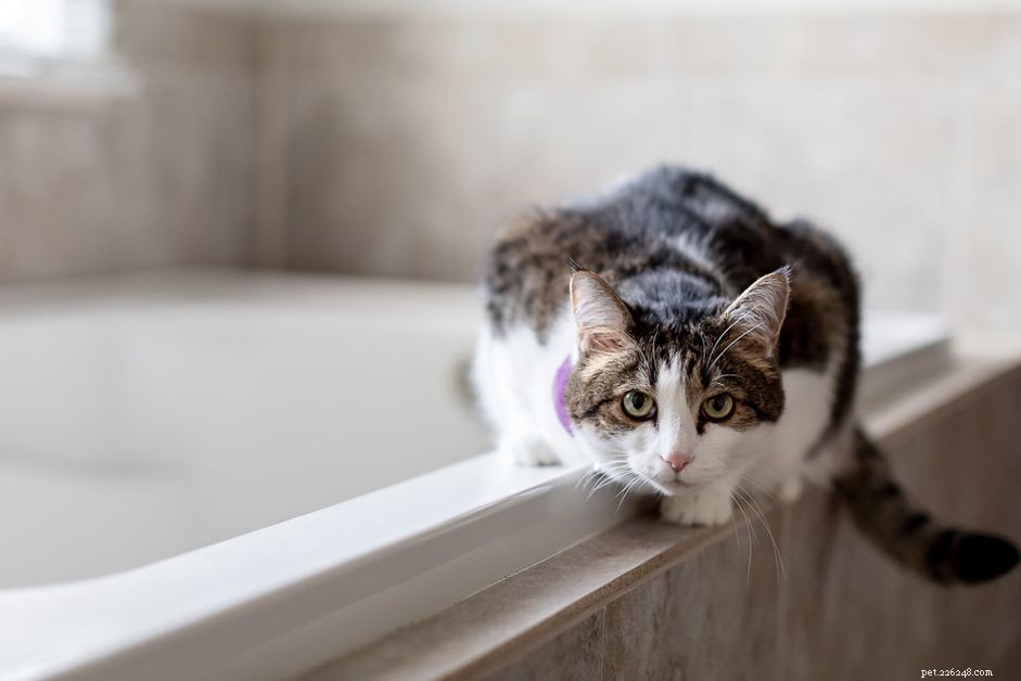 7 Expert-Backed Reasons Why Cats Love the Bathroom