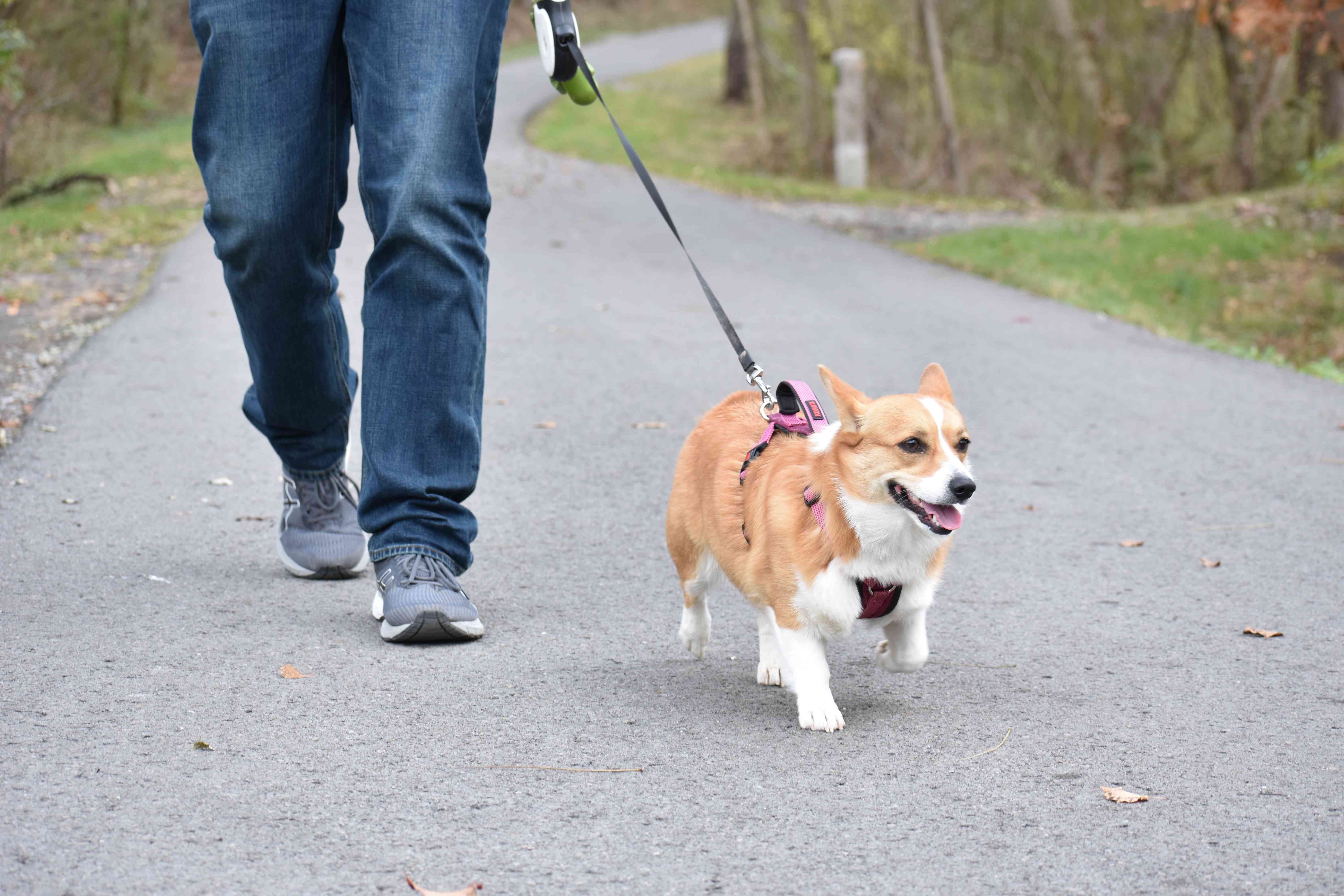 How Dogs Experience Grief: What Owners Need to Know