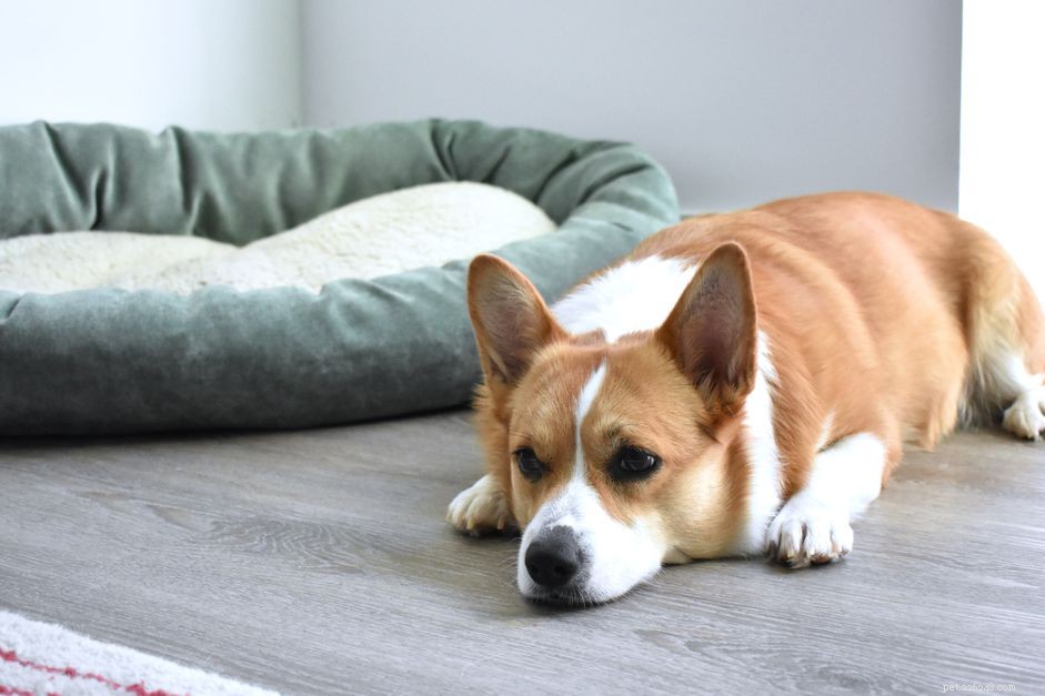 How Dogs Experience Grief: What Owners Need to Know