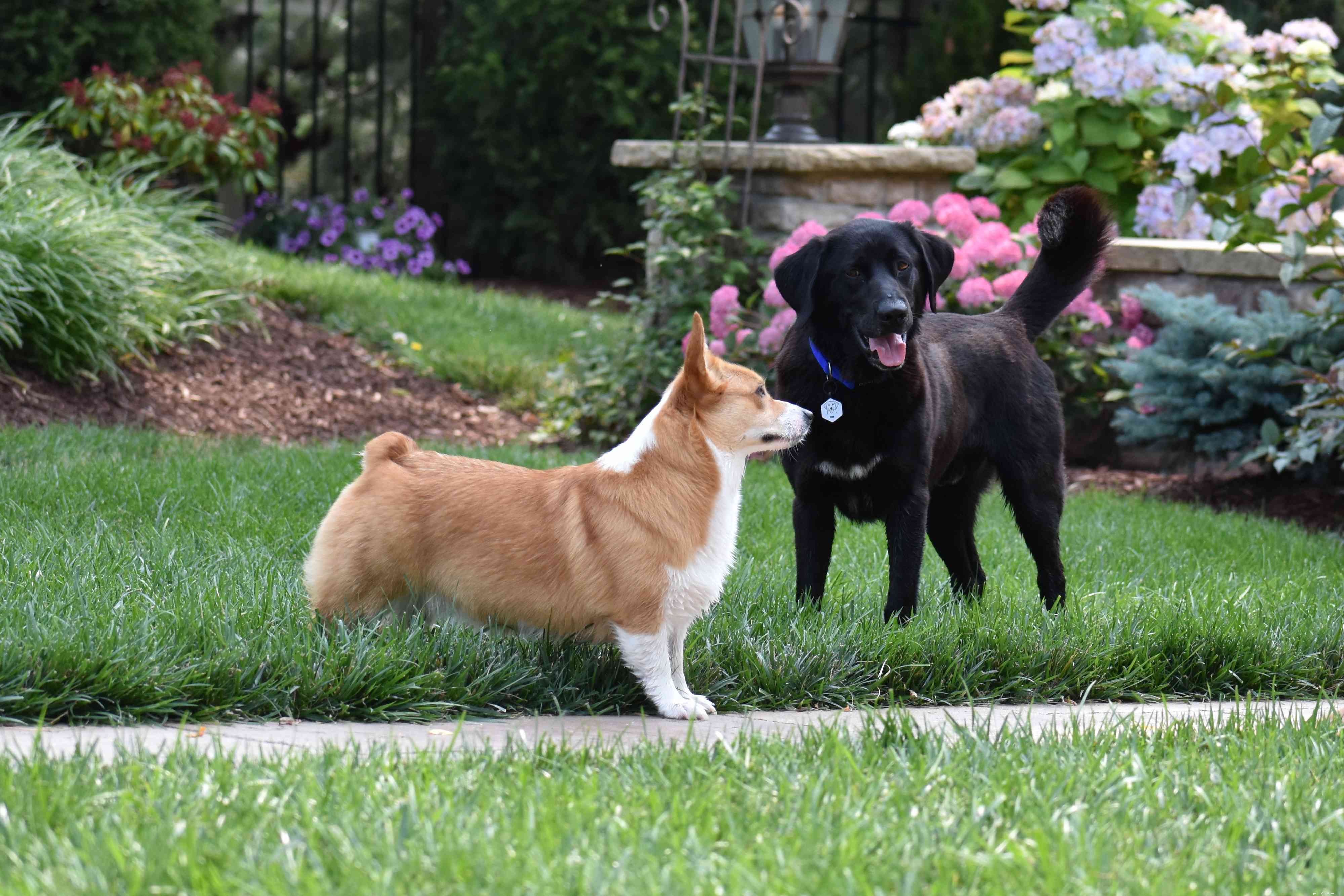 How Dogs Experience Grief: What Owners Need to Know