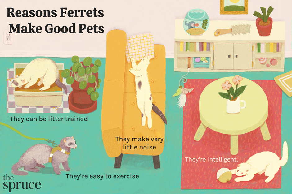 Why Ferrets Are Exceptional Pets: 10 Key Benefits