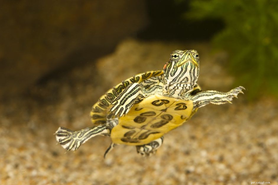 Red‑Eared Slider Care Guide: Lifespan, Habitat, and Commitment