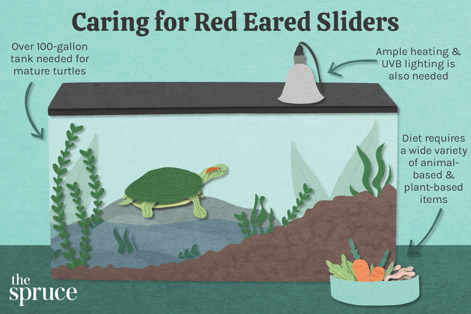 Red‑Eared Slider Care Guide: Lifespan, Habitat, and Commitment