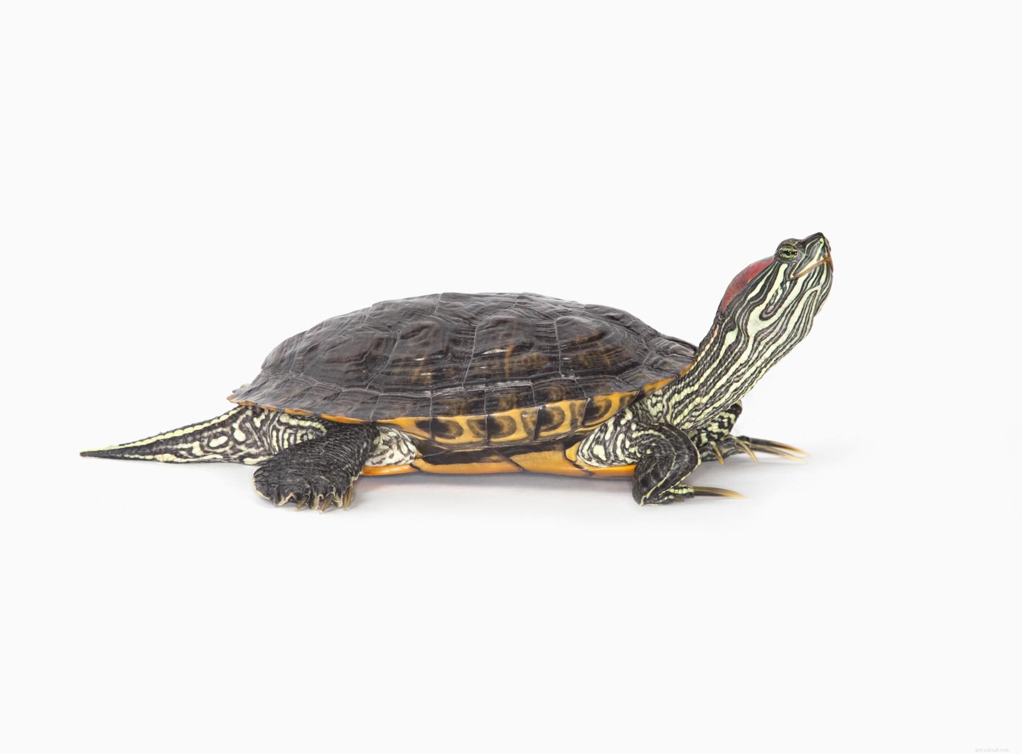 Red‑Eared Slider Care Guide: Lifespan, Habitat, and Commitment