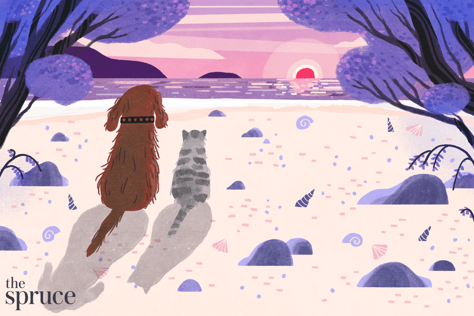 Navigating Pet Euthanasia: What to Expect and How to Cope