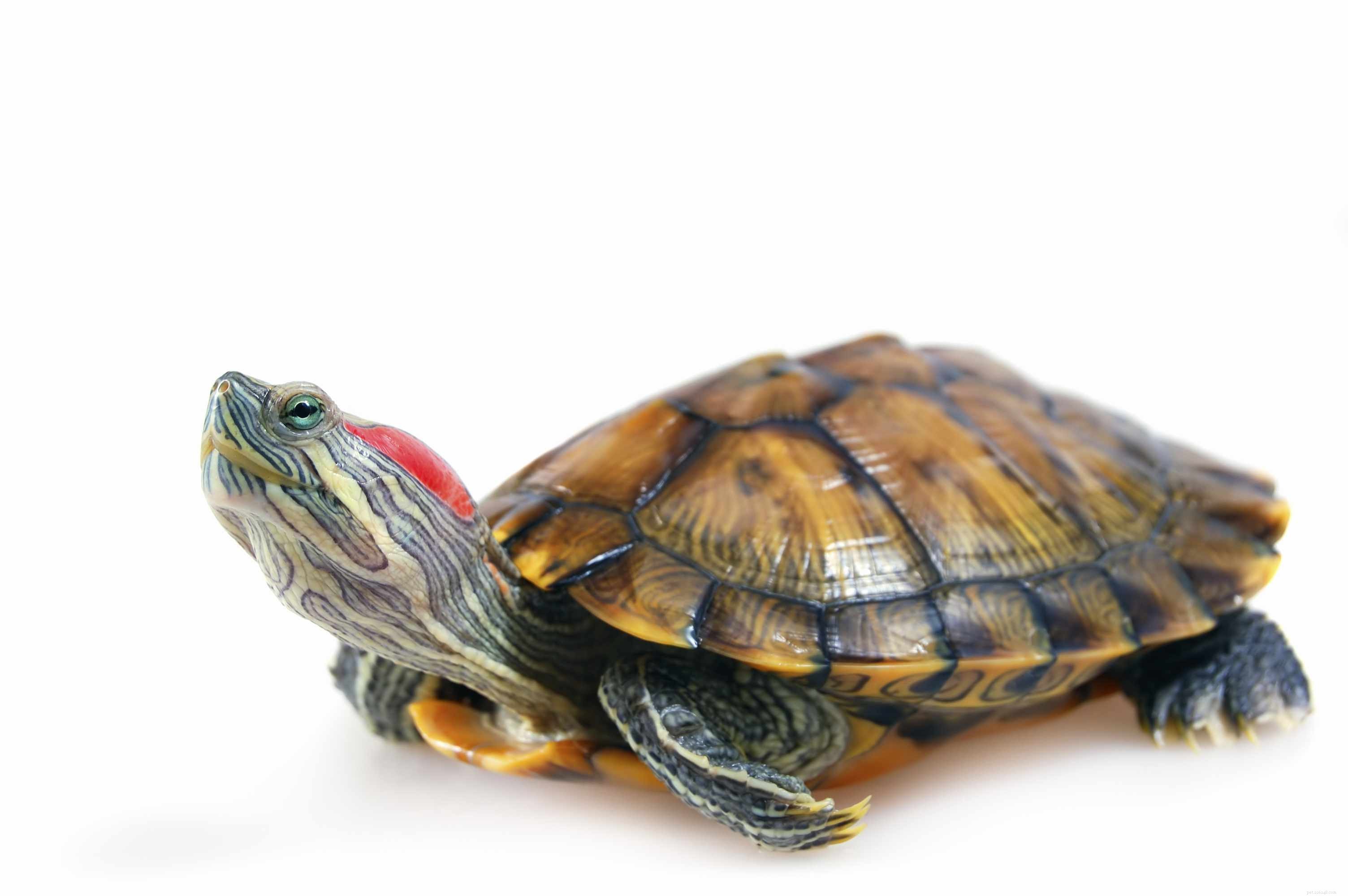 Red‑Eared Slider Care Guide: Lifespan, Habitat, and Commitment