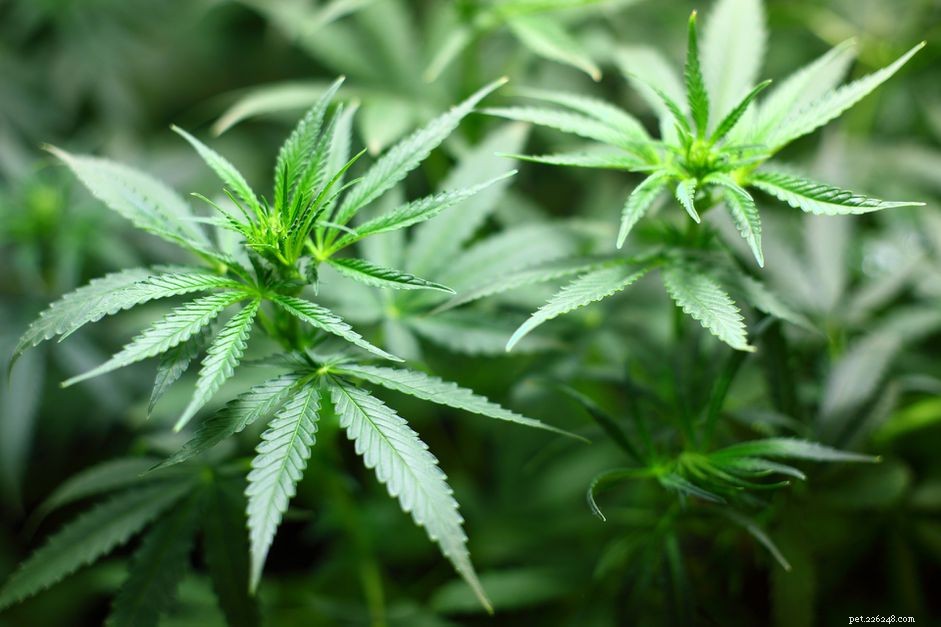 How Marijuana Harms Cats: Symptoms, Risks, and Safe Alternatives