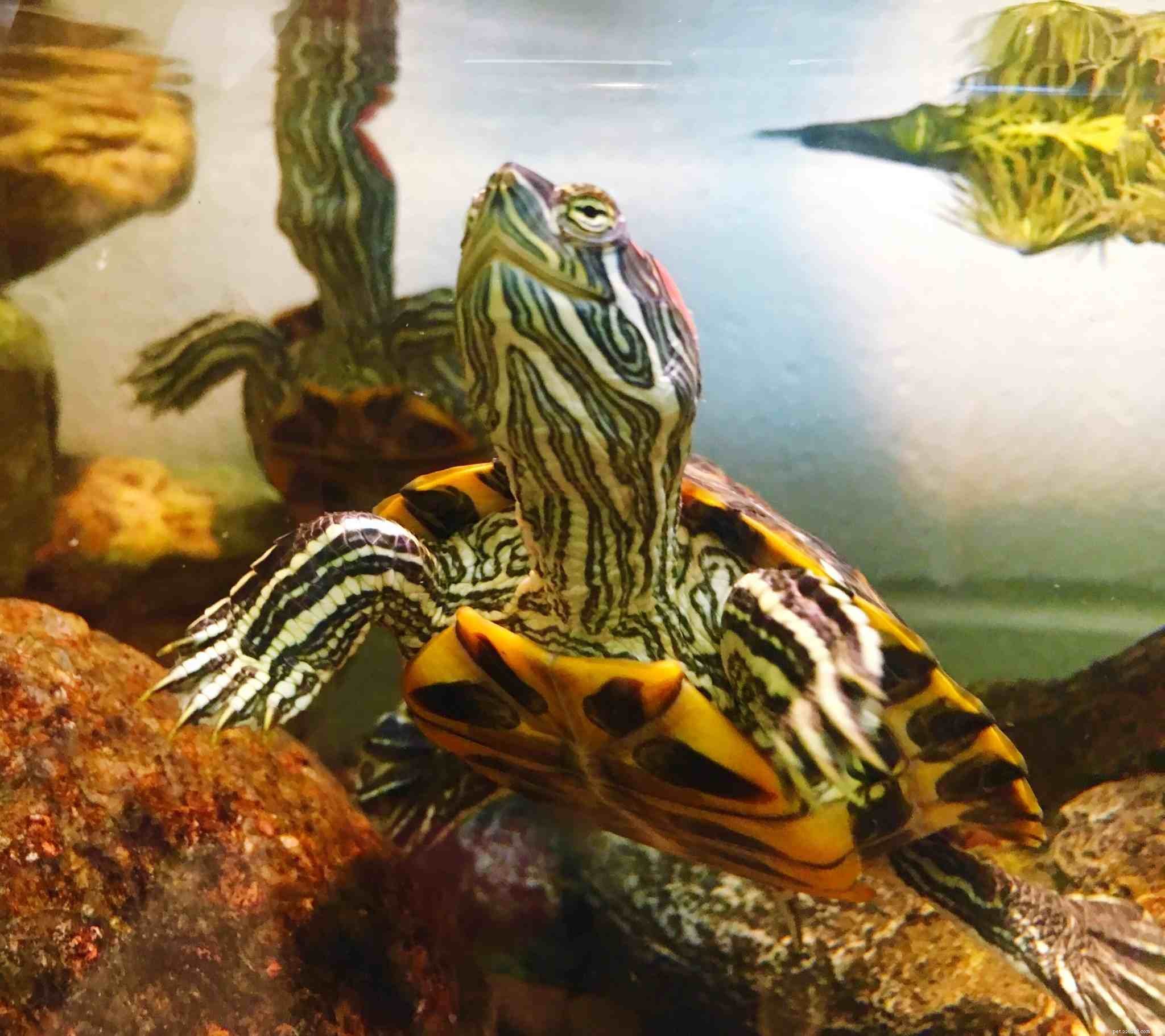 Red‑Eared Slider Care Guide: Lifespan, Habitat, and Commitment