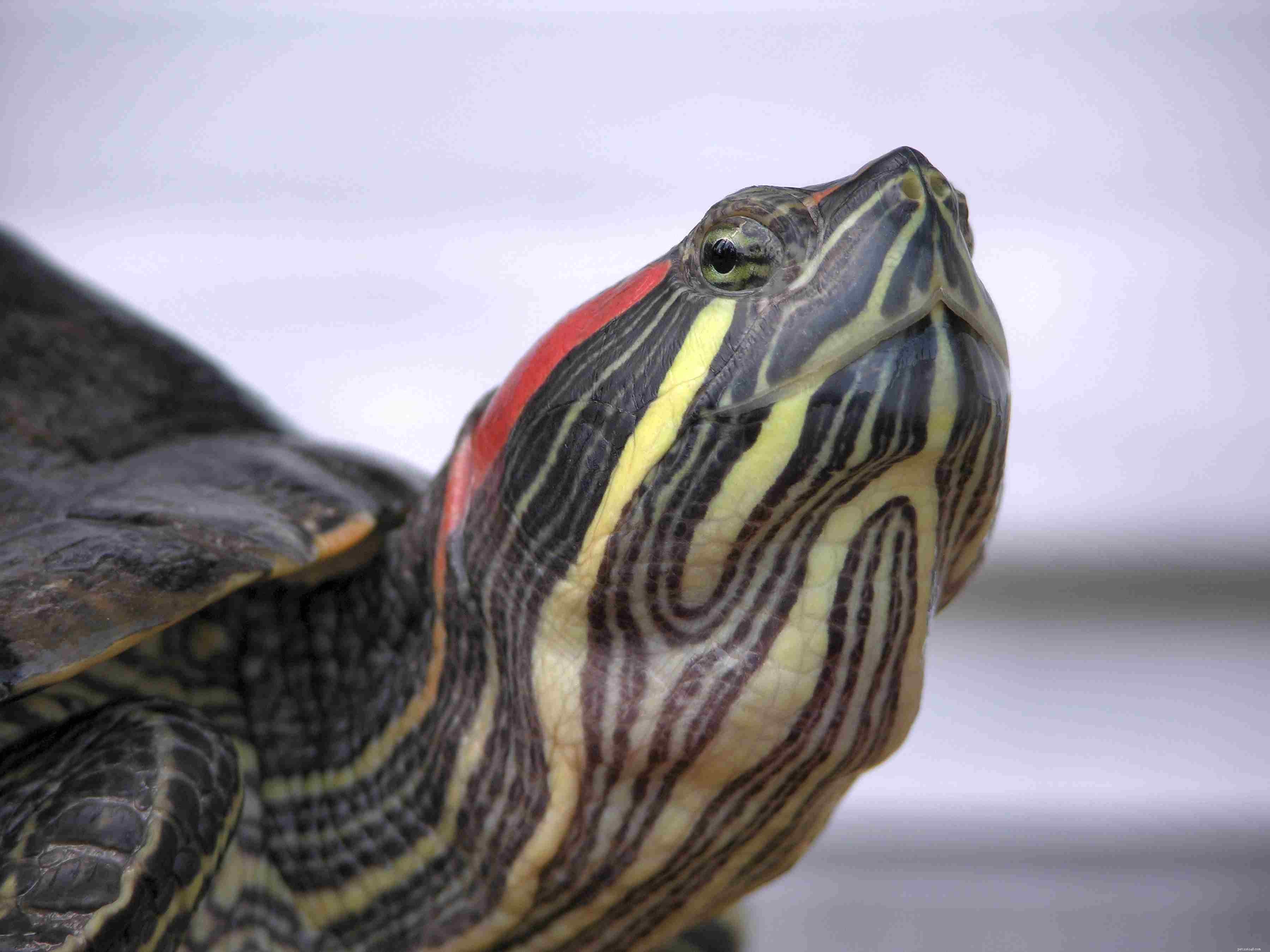 Red‑Eared Slider Care Guide: Lifespan, Habitat, and Commitment